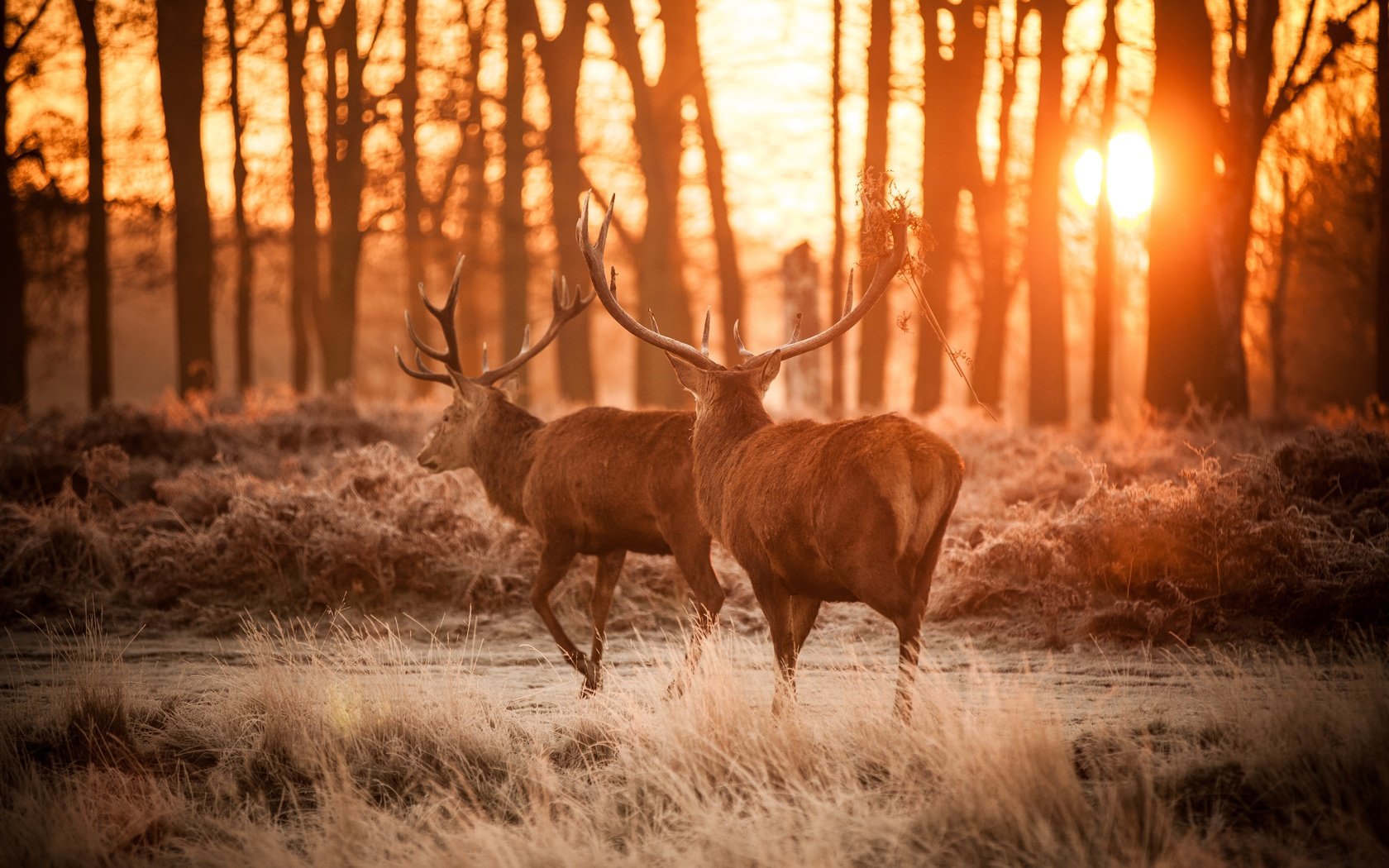 Обои лес, рога, олени, dusk, forest, horns, deer разрешение 5616x3744 Загрузить