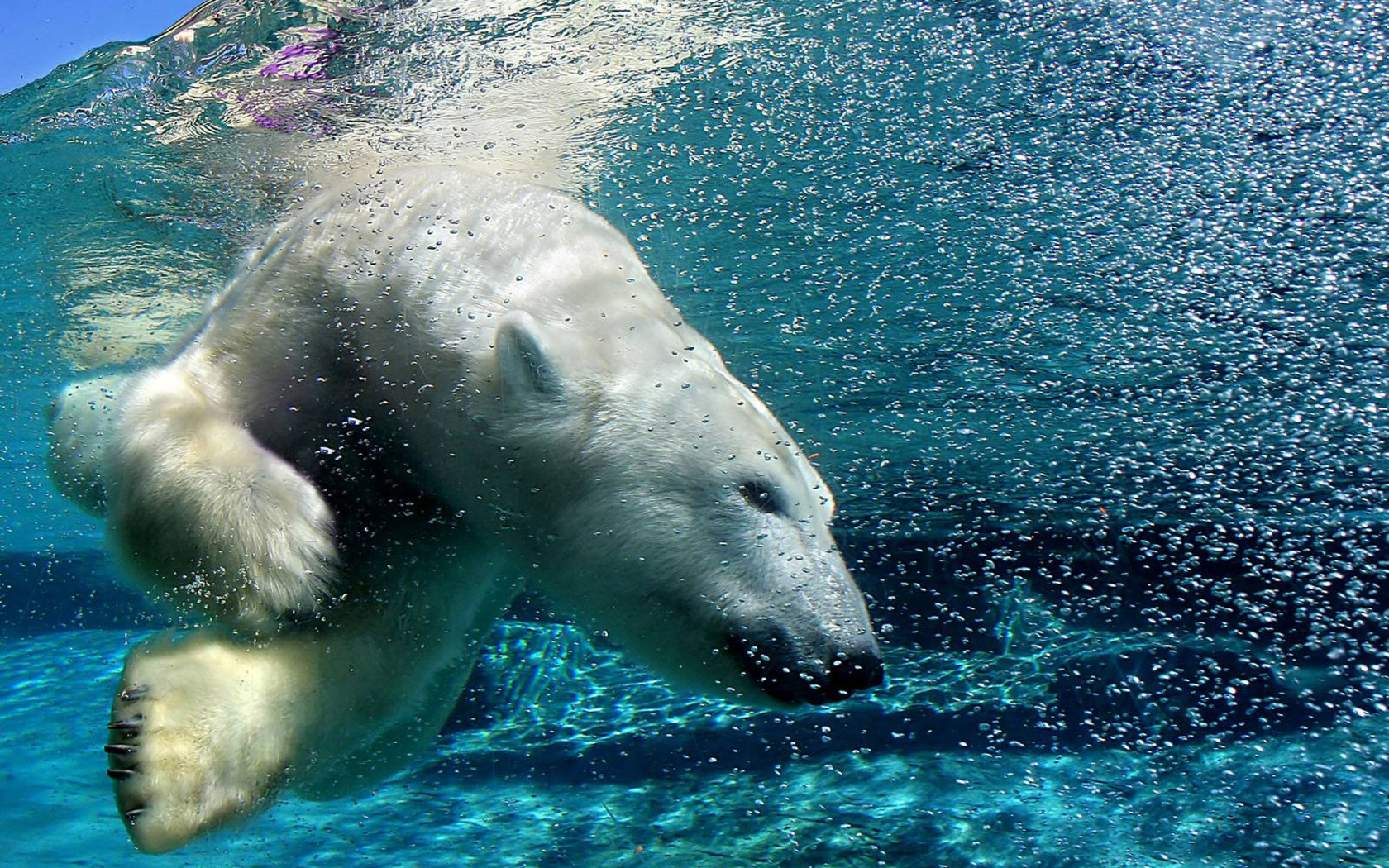 Обои вода, полярный медведь, медведь, пузыри, под водой, белый медведь, water, polar bear, bear, bubbles, under water разрешение 2560x1600 Загрузить