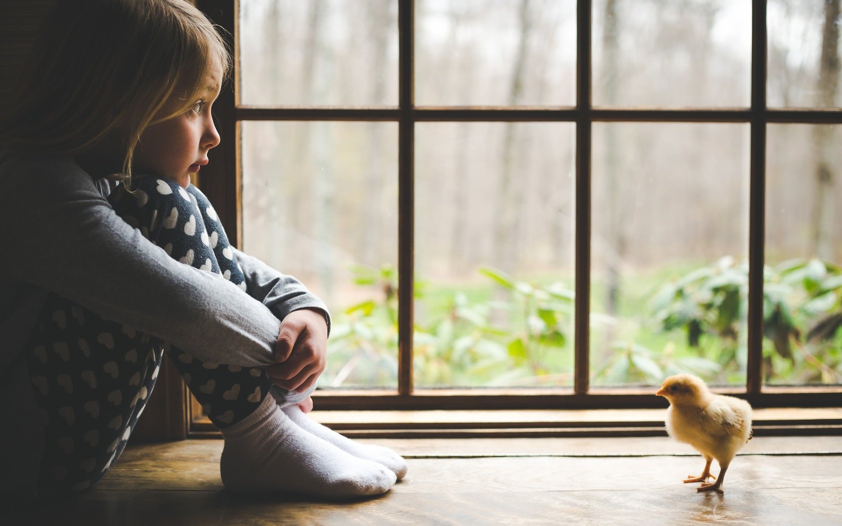 Обои дети, девочка, ребенок, окно, цыплёнок, подоконник, children, girl, child, window, chicken, sill разрешение 2048x1365 Загрузить