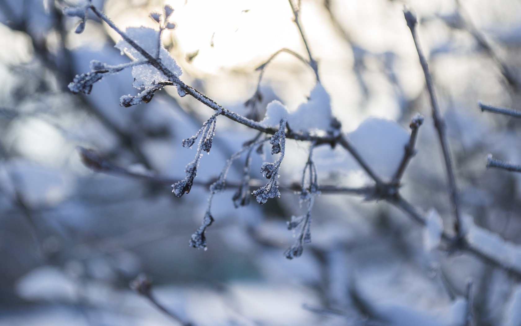 Обои снег, природа, зима, макро, ветки, мороз, snow, nature, winter, macro, branches, frost разрешение 4608x3072 Загрузить