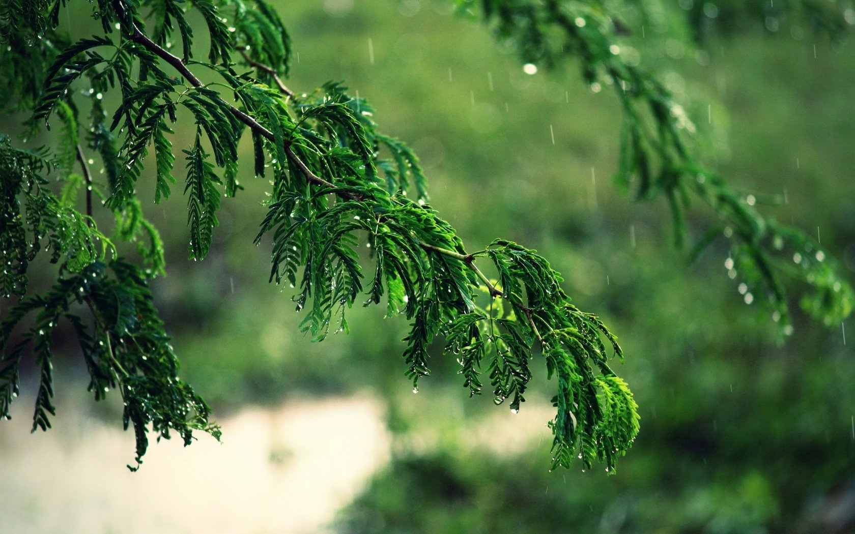 Обои деревья, вода, ветка, листья, макро, ветки, капли, дождь, trees, water, branch, leaves, macro, branches, drops, rain разрешение 1920x1200 Загрузить