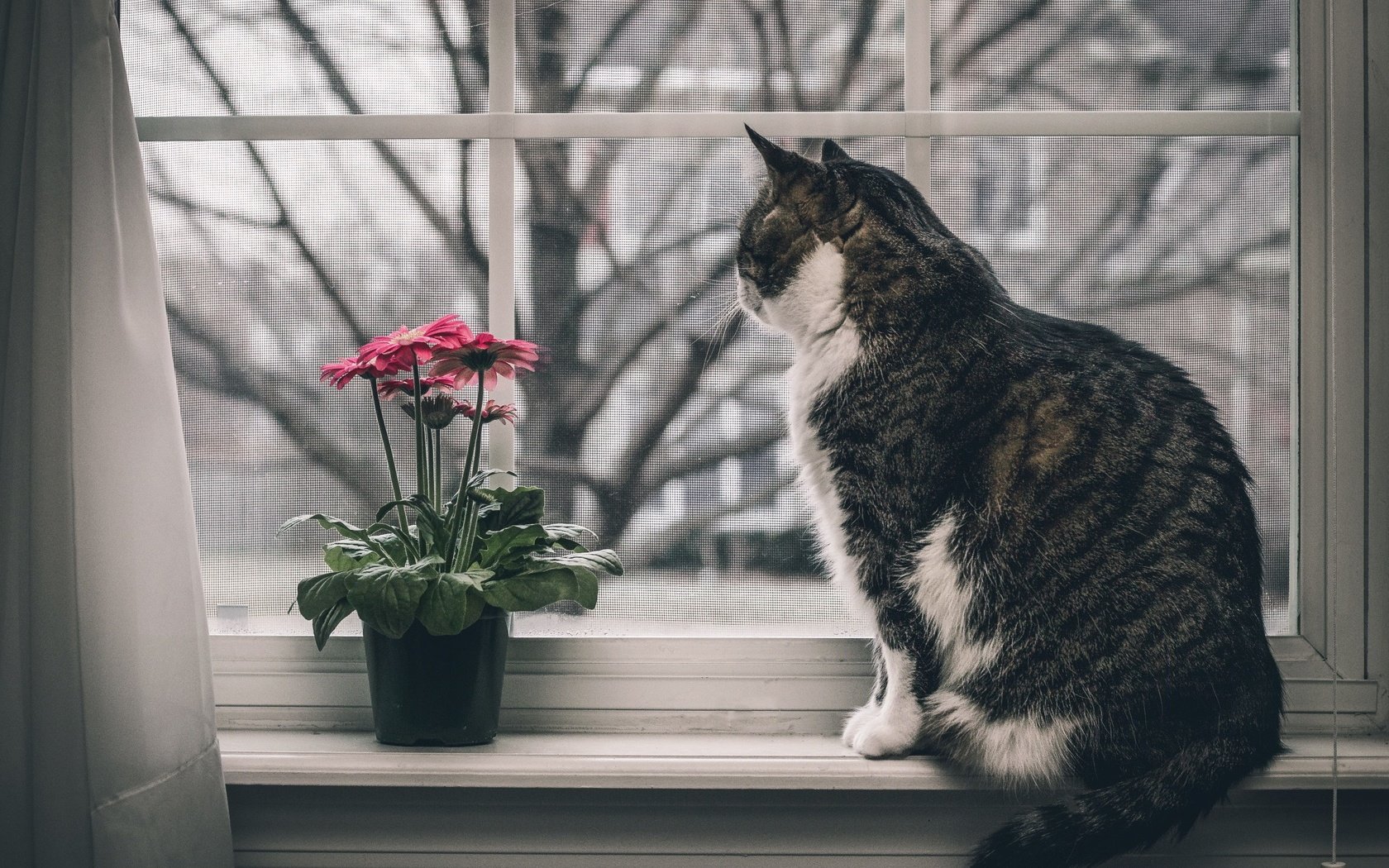 Обои цветы, животные, кот, кошка, окно, подоконник, flowers, animals, cat, window, sill разрешение 2560x1707 Загрузить