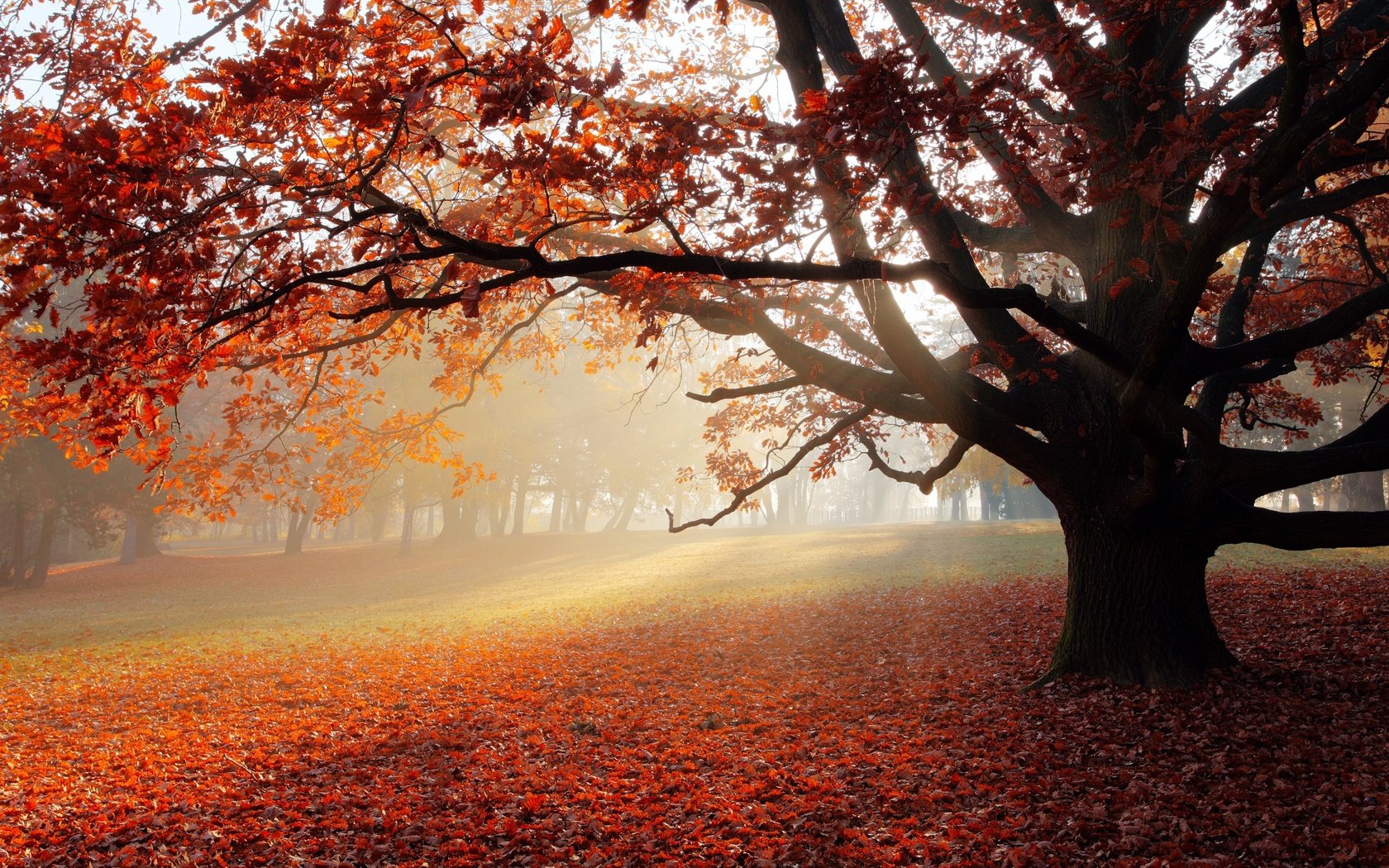 Обои дерево, листва, осень, солнечный свет, tree, foliage, autumn, sunlight разрешение 3840x2160 Загрузить