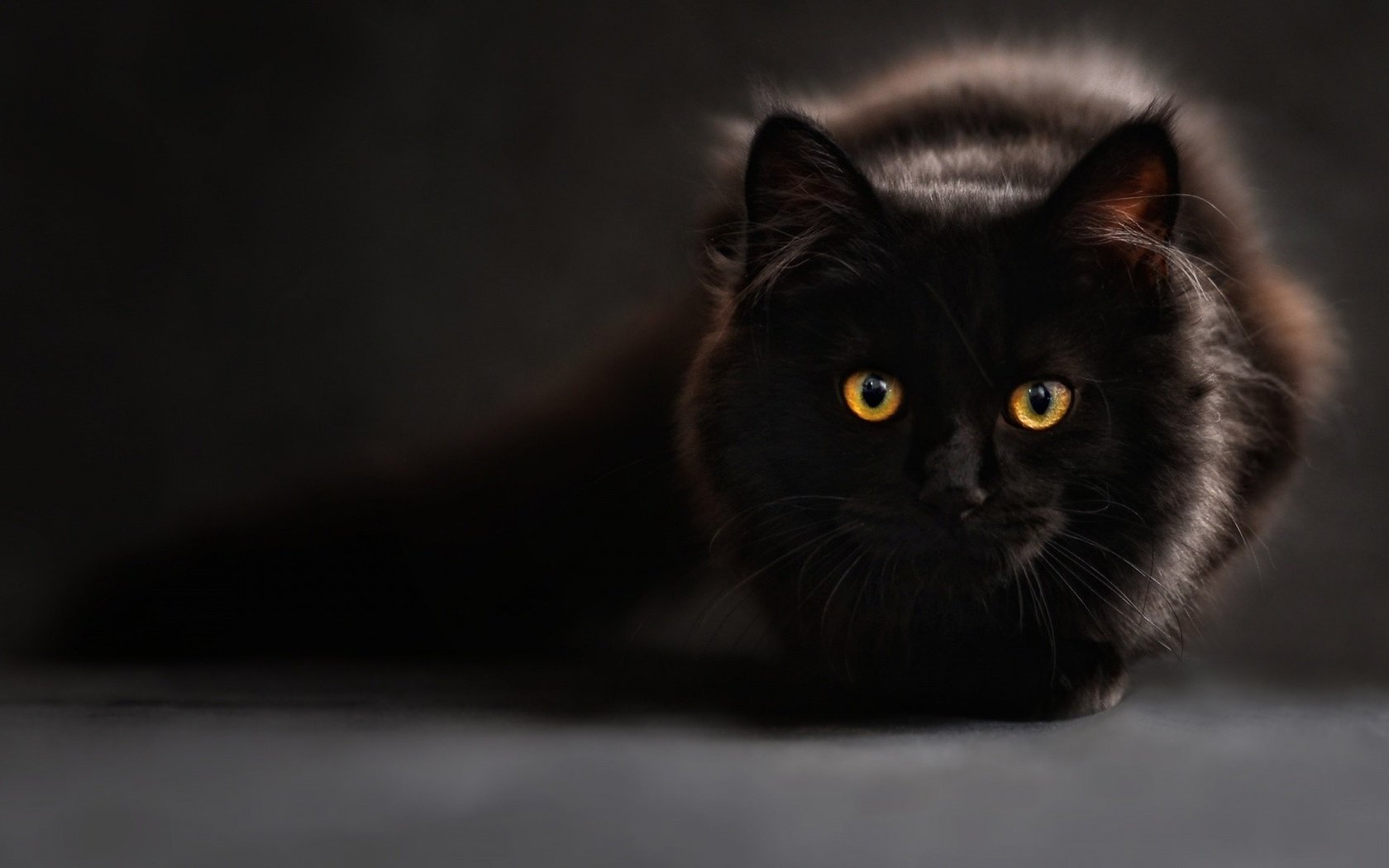 Бирманская кошка черная