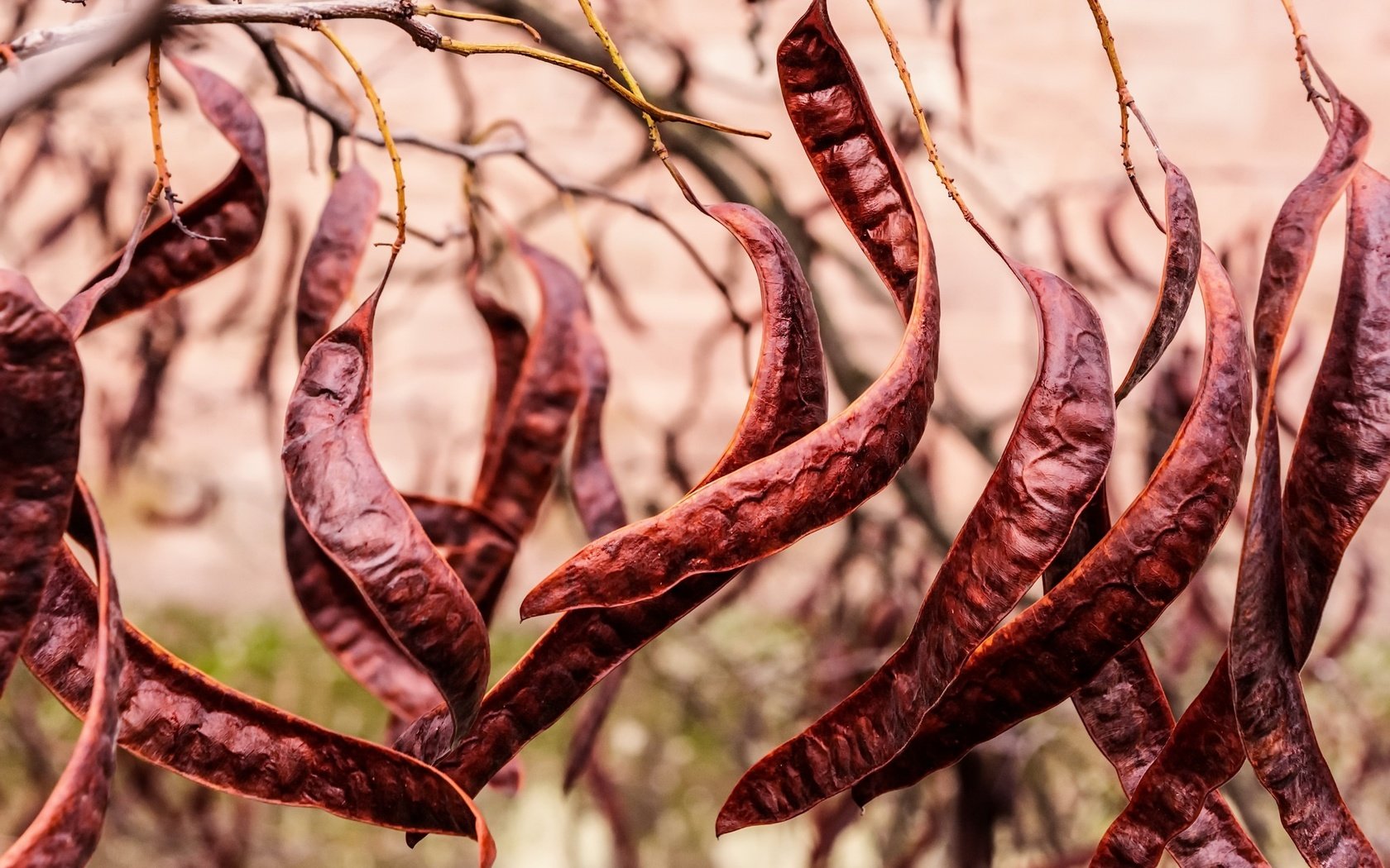 Обои танец, растение, fruits, фасоль, стручки, carob tree, dance, plant, beans, pods разрешение 2048x1331 Загрузить