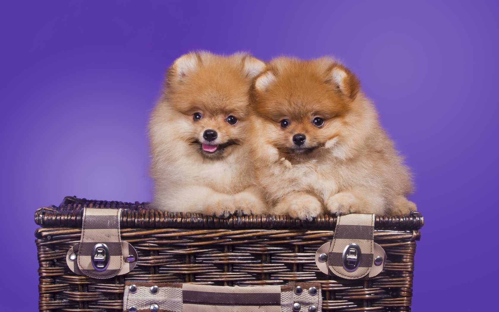 Обои корзина, щенки, шпиц, померанский, basket, puppies, spitz, pomeranian разрешение 2400x1570 Загрузить