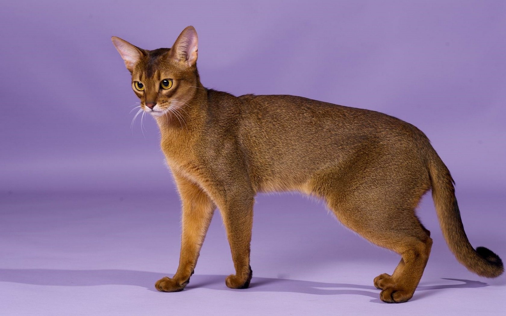 Обои кошка, порода, грация, абиссинская кошка, cat, breed, grace, abyssinian cat разрешение 1920x1246 Загрузить