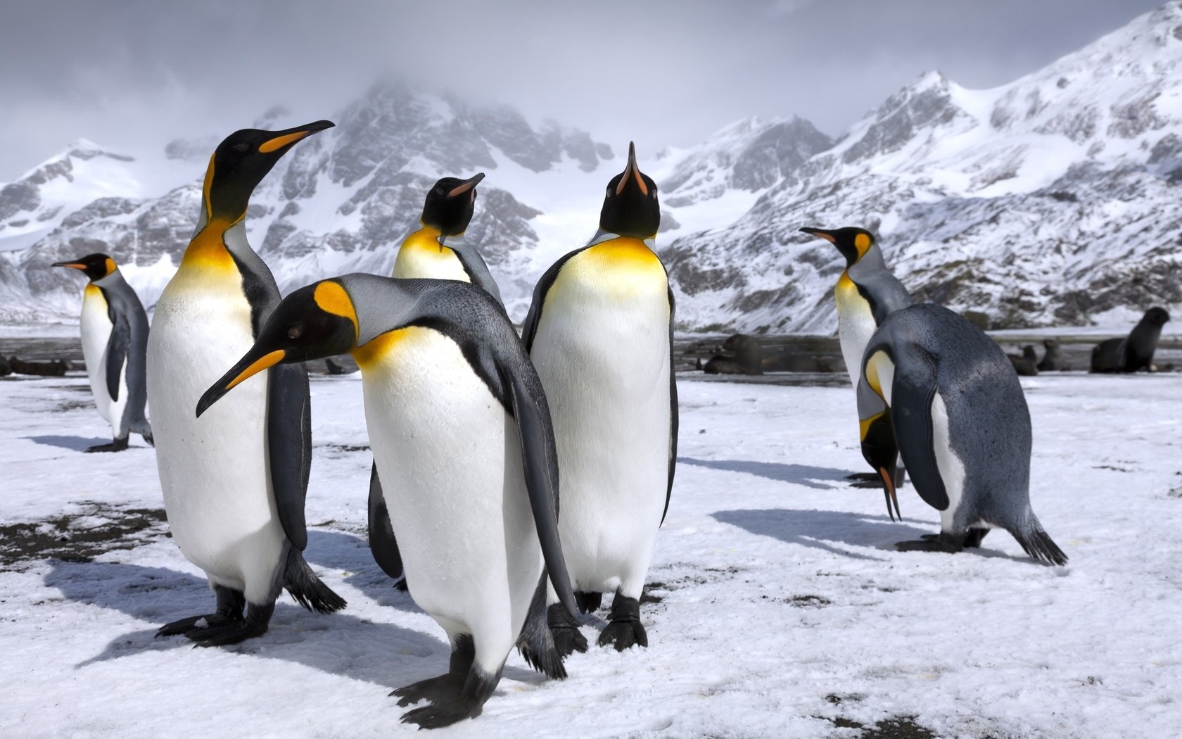 Обои горы, снег, пингвин, пингвины, королевские пингвины, mountains, snow, penguin, penguins, royal penguins разрешение 2500x1667 Загрузить