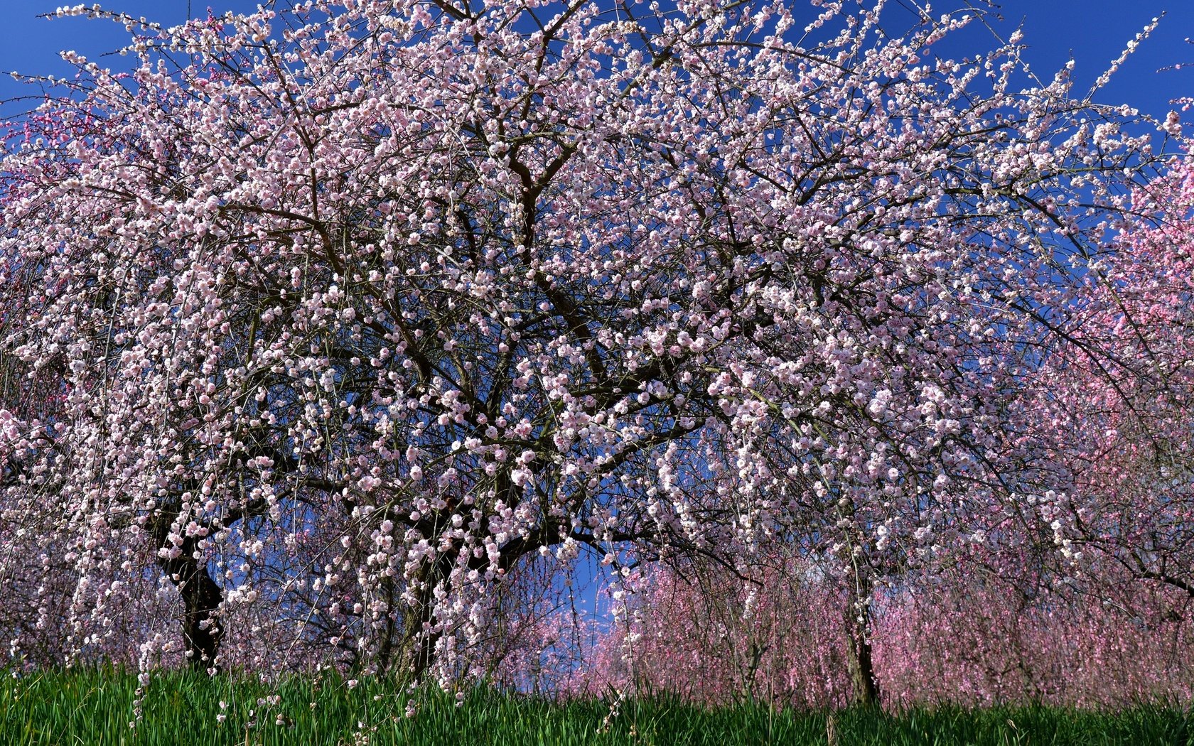 Обои дерево, цветение, весна, сакура, tree, flowering, spring, sakura разрешение 3000x2043 Загрузить
