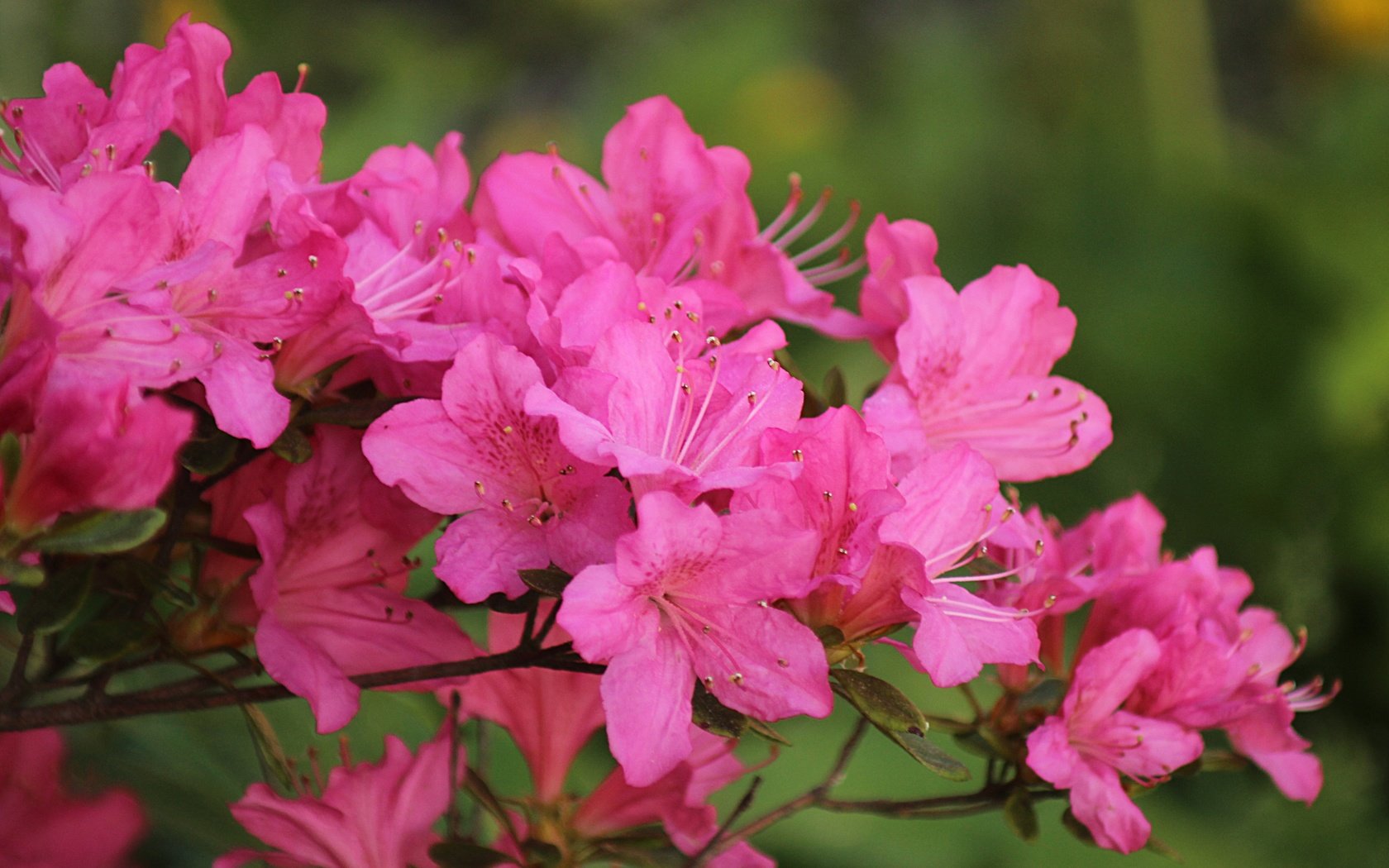 Обои цветение, весна, розовые цветы, весенние, азалия, рододендрон, flowering, spring, pink flowers, azalea, rhododendron разрешение 4842x3261 Загрузить