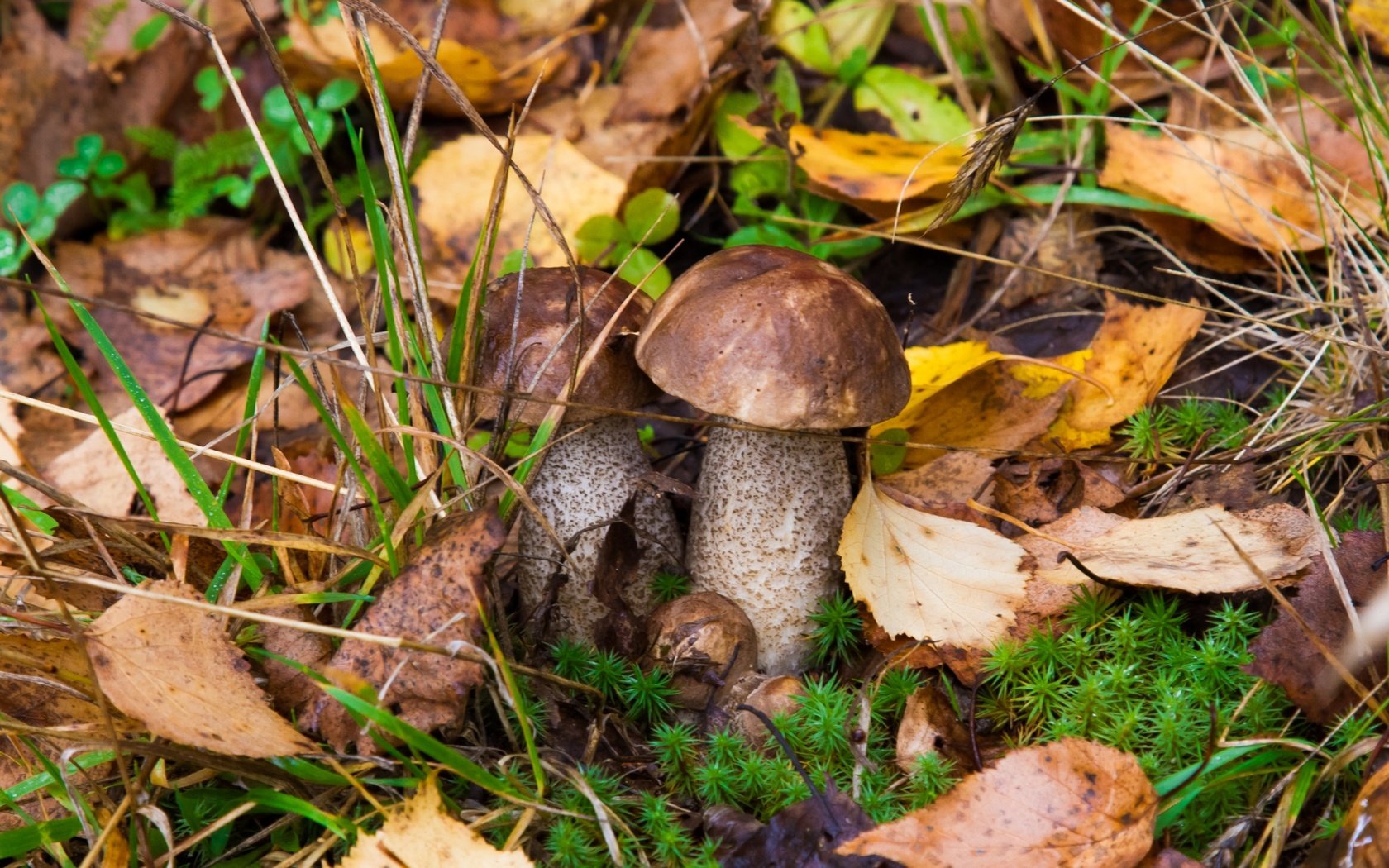 Обои природа, листья, грибы, подосиновики, nature, leaves, mushrooms, aspen разрешение 2400x1600 Загрузить