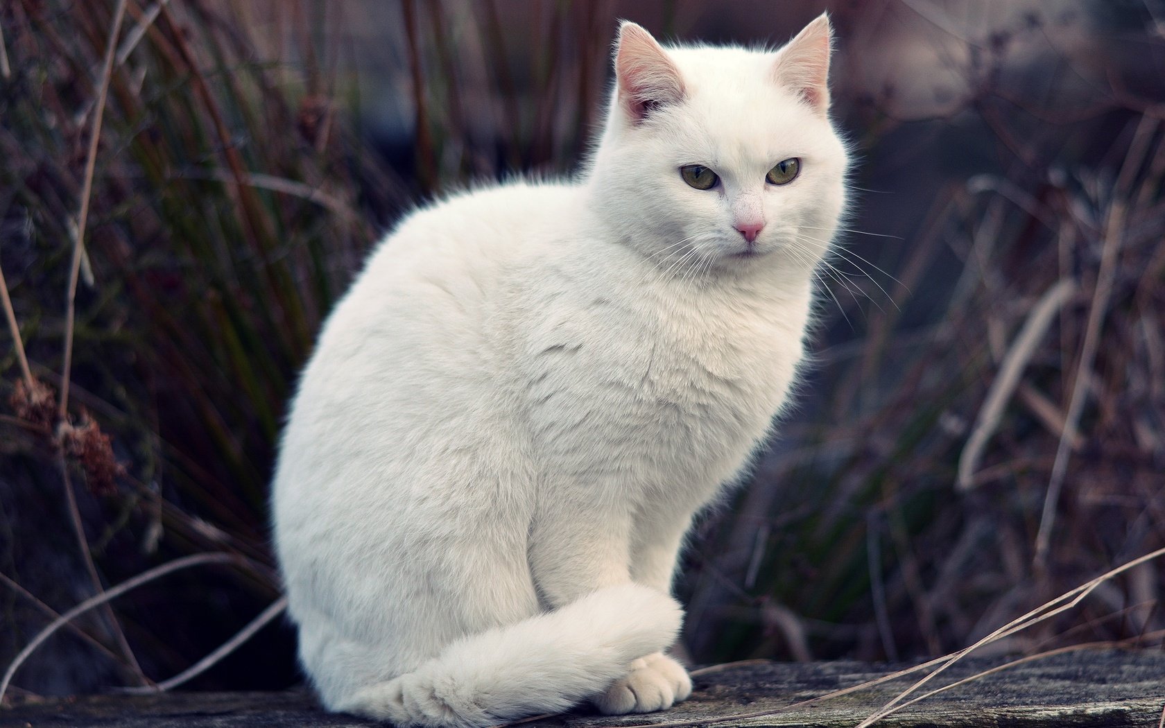 Обои трава, кот, мордочка, кошка, взгляд, белая, боке, grass, cat, muzzle, look, white, bokeh разрешение 3000x2000 Загрузить