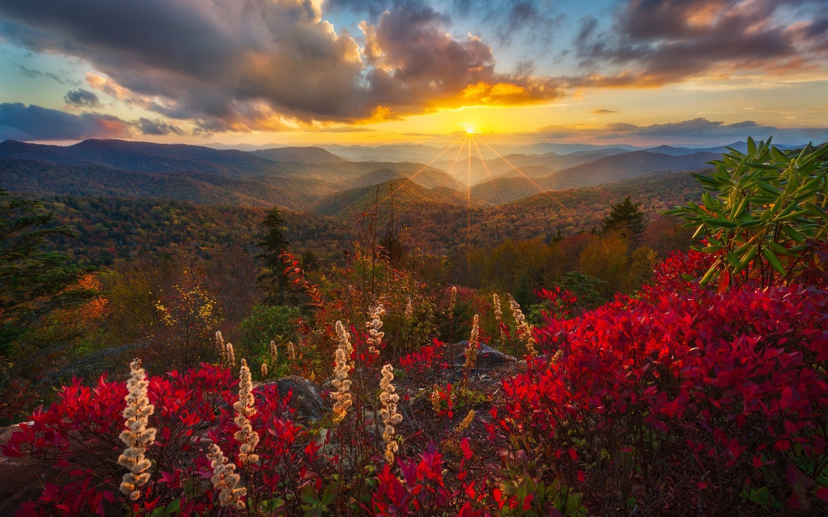 Обои цветы, деревья, горы, солнце, холмы, лес, лучи, осень, flowers, trees, mountains, the sun, hills, forest, rays, autumn разрешение 2500x1667 Загрузить