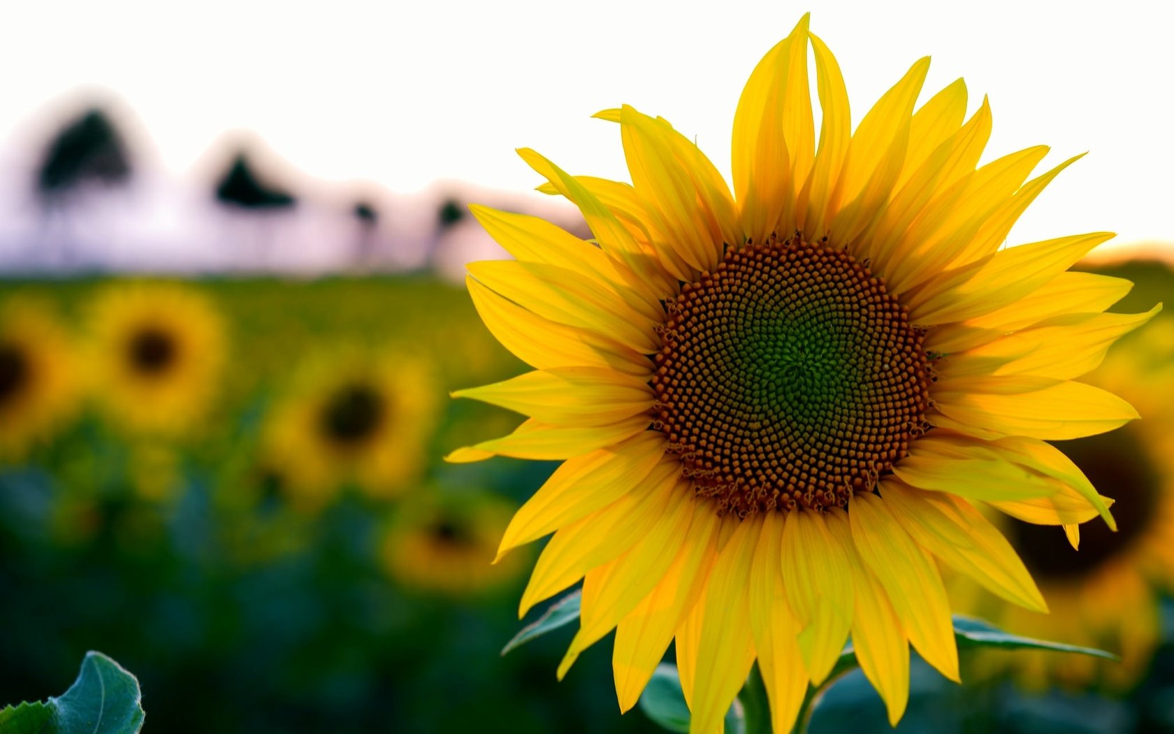 Обои цветы, поле, лето, подсолнух, боке, flowers, field, summer, sunflower, bokeh разрешение 2048x1365 Загрузить