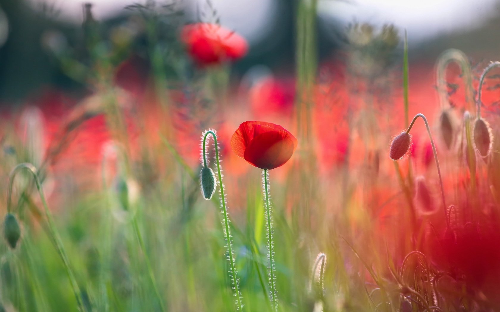 Обои цветы, макро, лето, красные, маки, боке, flowers, macro, summer, red, maki, bokeh разрешение 3840x2560 Загрузить