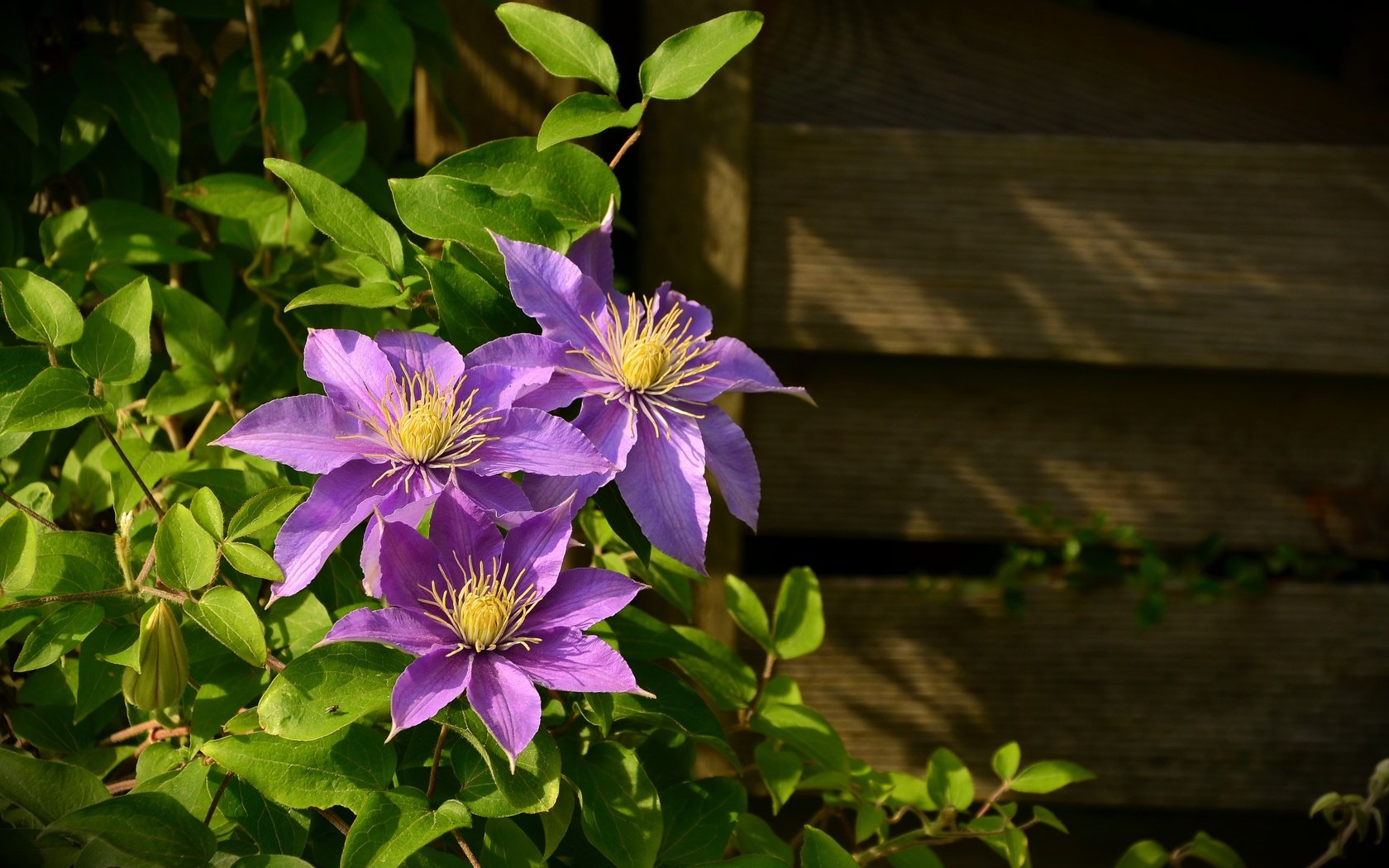 Обои цветы, листья, стена, доски, растение, клематис, ломонос, flowers, leaves, wall, board, plant, clematis разрешение 4928x3264 Загрузить