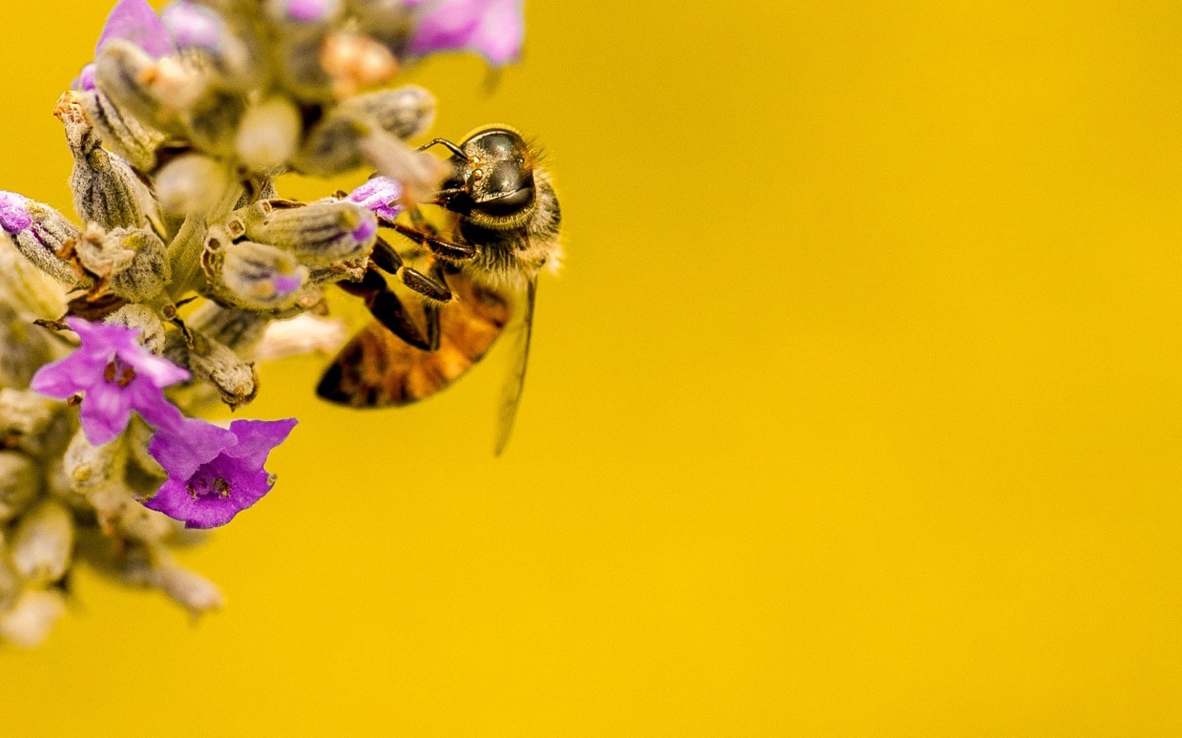 Обои природа, насекомое, цветок, растение, пчела, nature, insect, flower, plant, bee разрешение 1923x1080 Загрузить