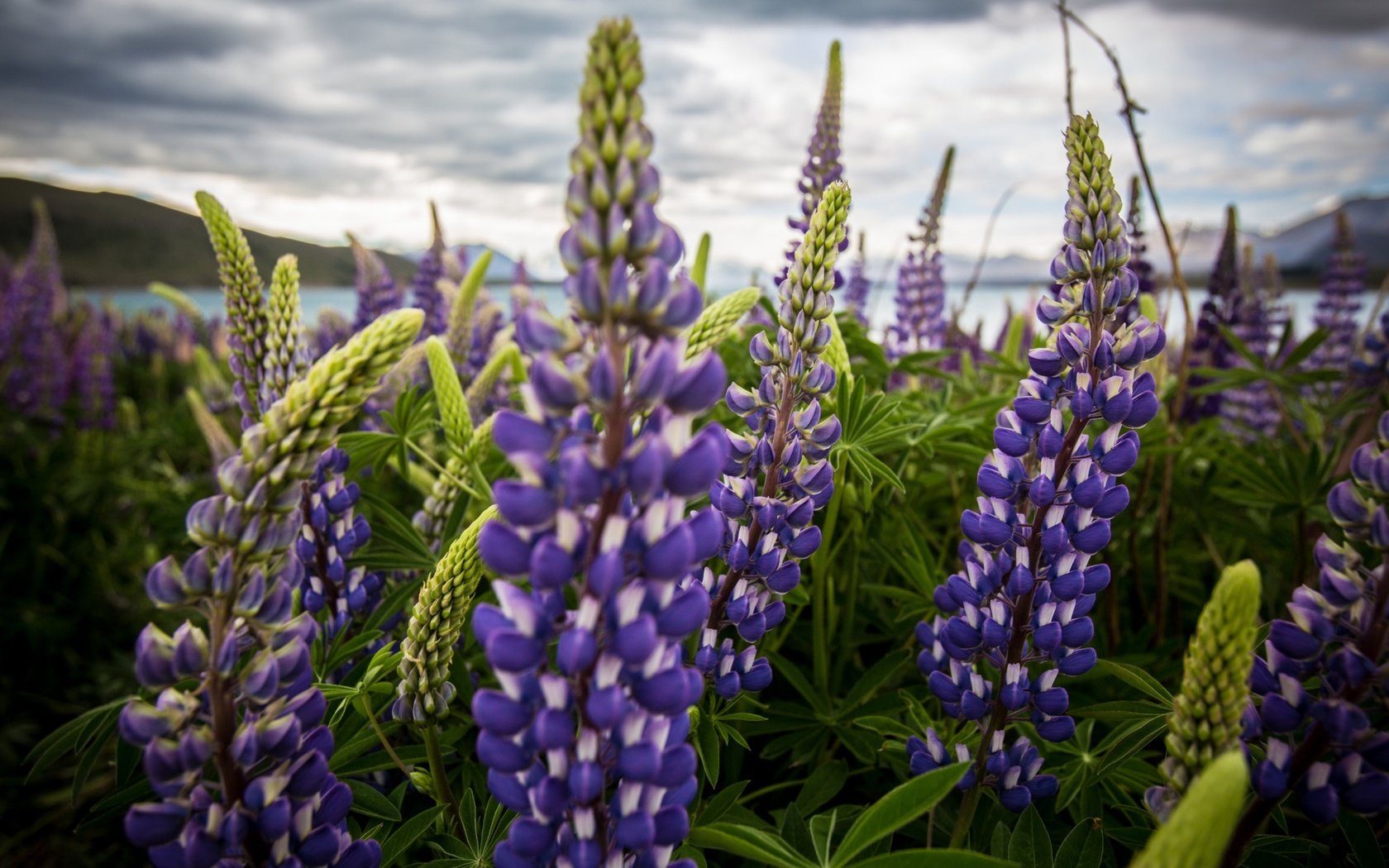 Обои цветы, природа, поле, люпины, flowers, nature, field, lupins разрешение 2560x1440 Загрузить