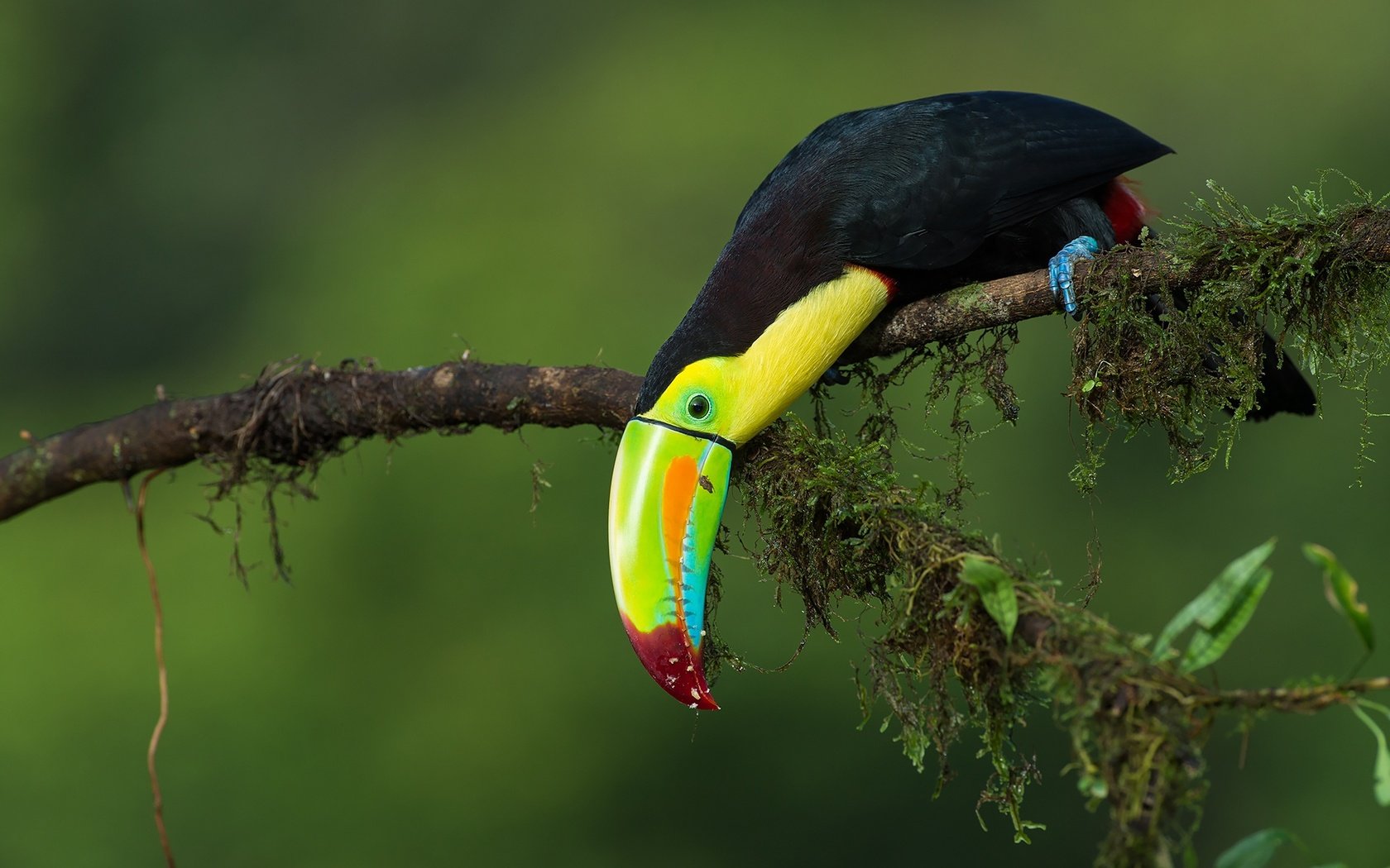 Обои ветка, птица, тукан, джунгли, радужный тукан, branch, bird, toucan, jungle, iridescent toucan разрешение 1920x1278 Загрузить