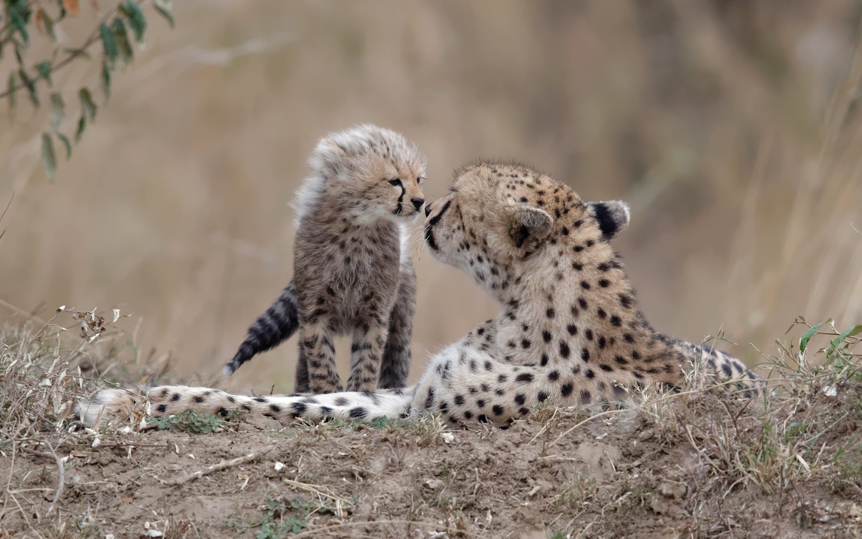 Обои природа, фон, гепарды, nature, background, cheetahs разрешение 2500x1519 Загрузить