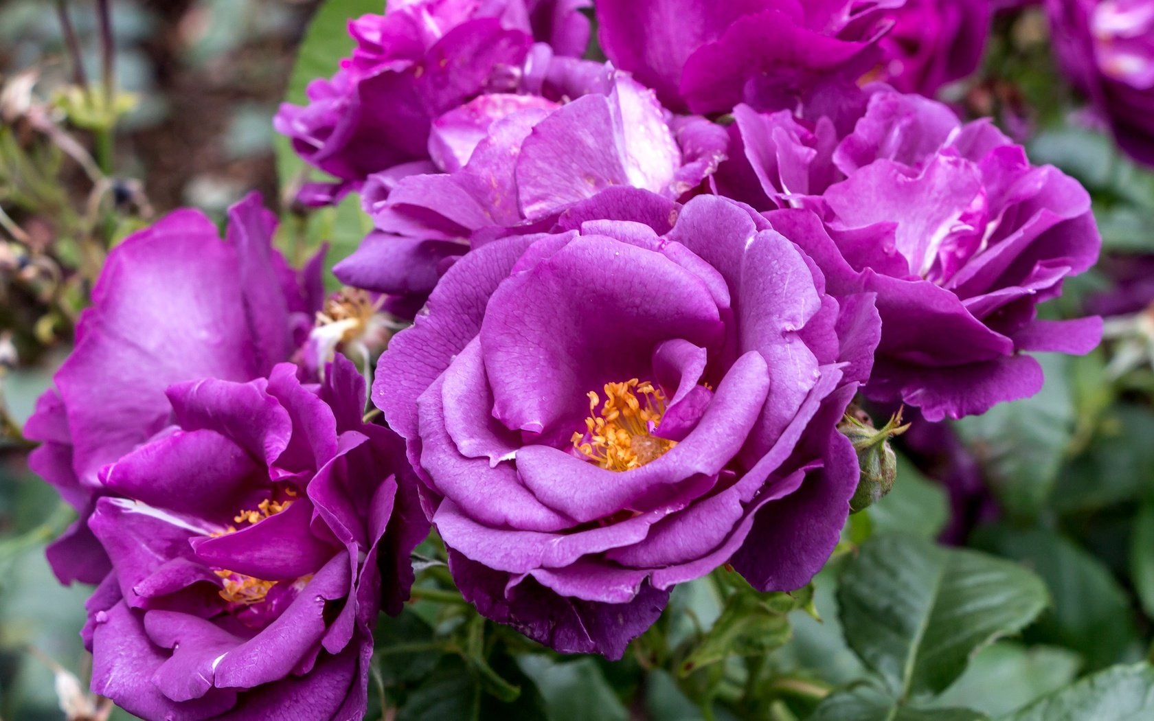 Обои цветы, розы, лепестки, лиловые, flowers, roses, petals, purple разрешение 2048x1316 Загрузить