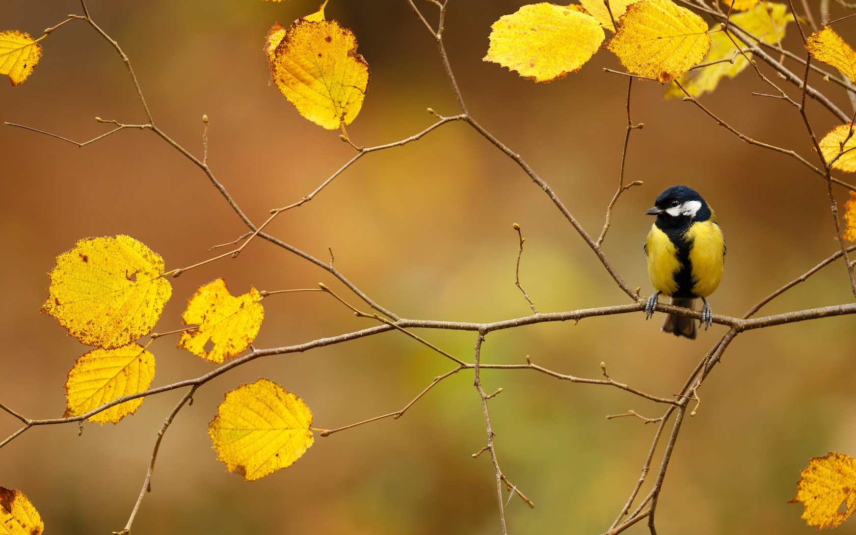 Обои ветка, листва, осень, птица, синица, branch, foliage, autumn, bird, tit разрешение 2499x1666 Загрузить