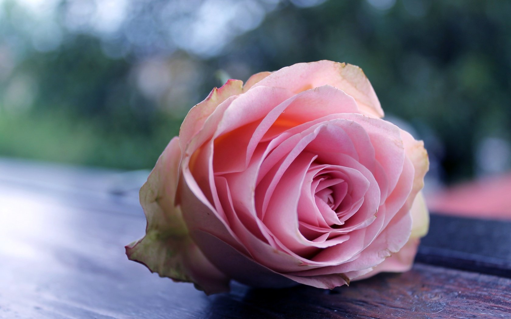Обои макро, цветок, роза, бутон, розовая, боке, macro, flower, rose, bud, pink, bokeh разрешение 3088x2056 Загрузить