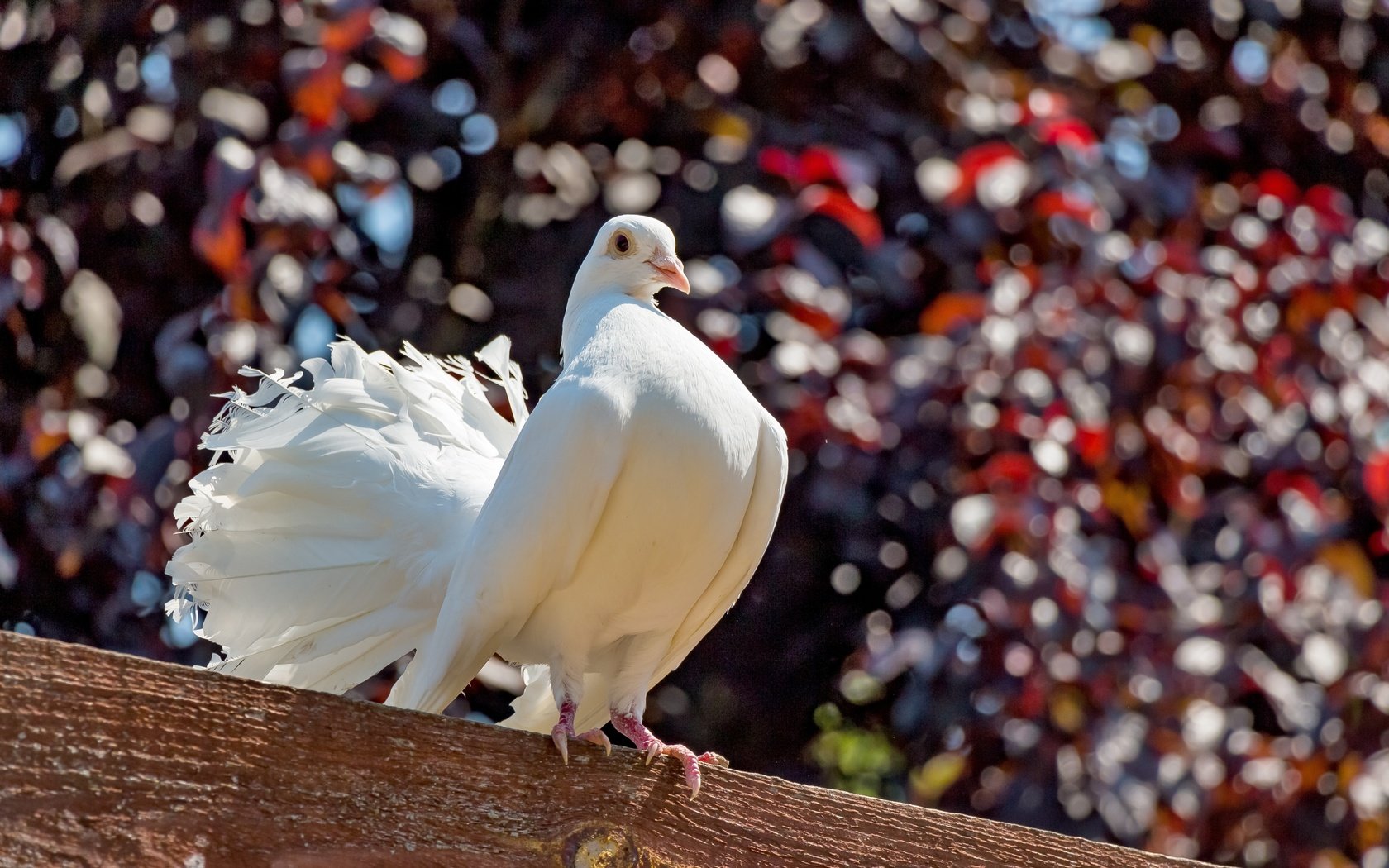 Обои природа, птица, голубь, балка, nature, bird, dove, beam разрешение 5910x3940 Загрузить