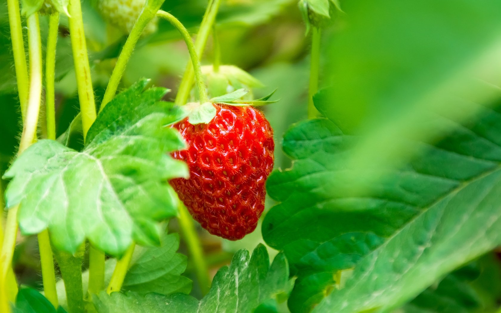 Обои макро, ягода, клубника, macro, berry, strawberry разрешение 2048x1365 Загрузить