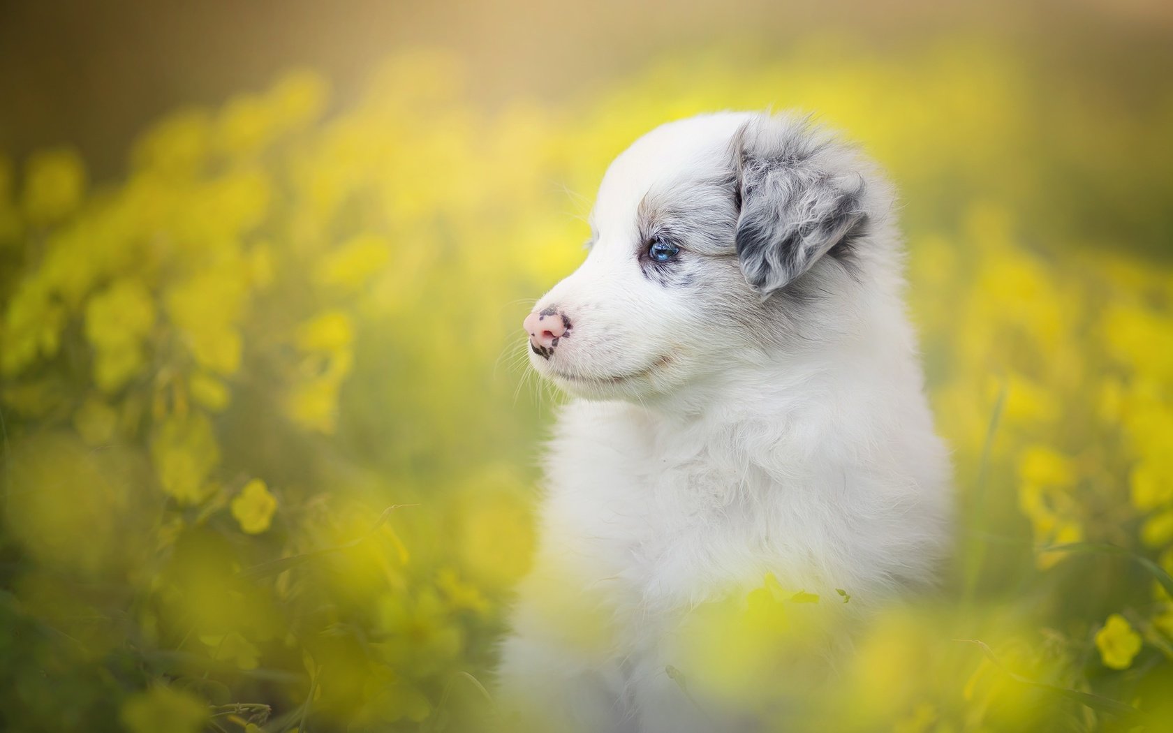 Обои цветы, собака, щенок, боке, бордер-колли, flowers, dog, puppy, bokeh, the border collie разрешение 2048x1365 Загрузить