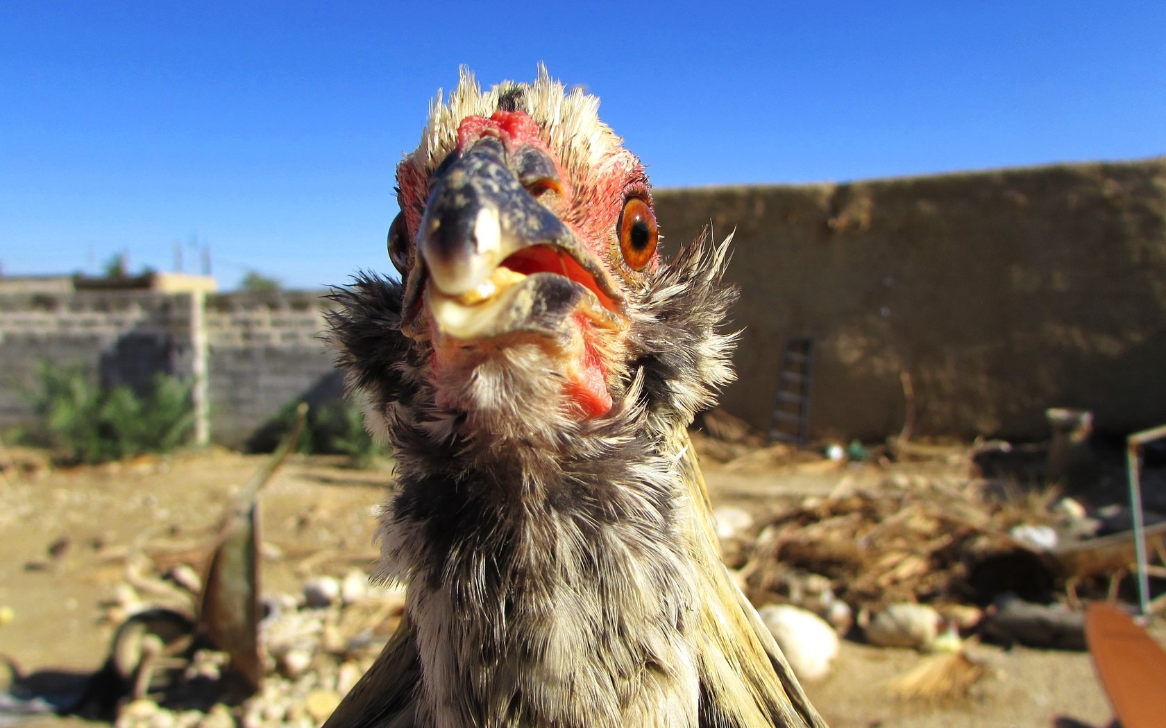 Обои небо, птица, курица, голубое небо, птаха, куриное мясо, the sky, bird, chicken, blue sky разрешение 3000x1687 Загрузить