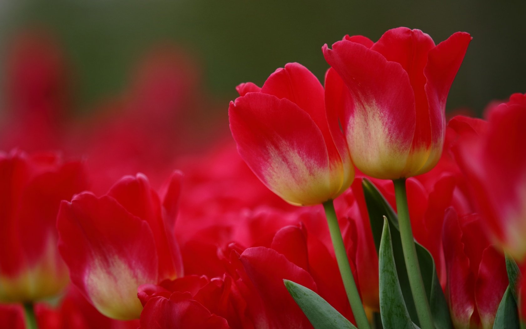 Обои цветы, макро, красные, тюльпаны, flowers, macro, red, tulips разрешение 2048x1365 Загрузить