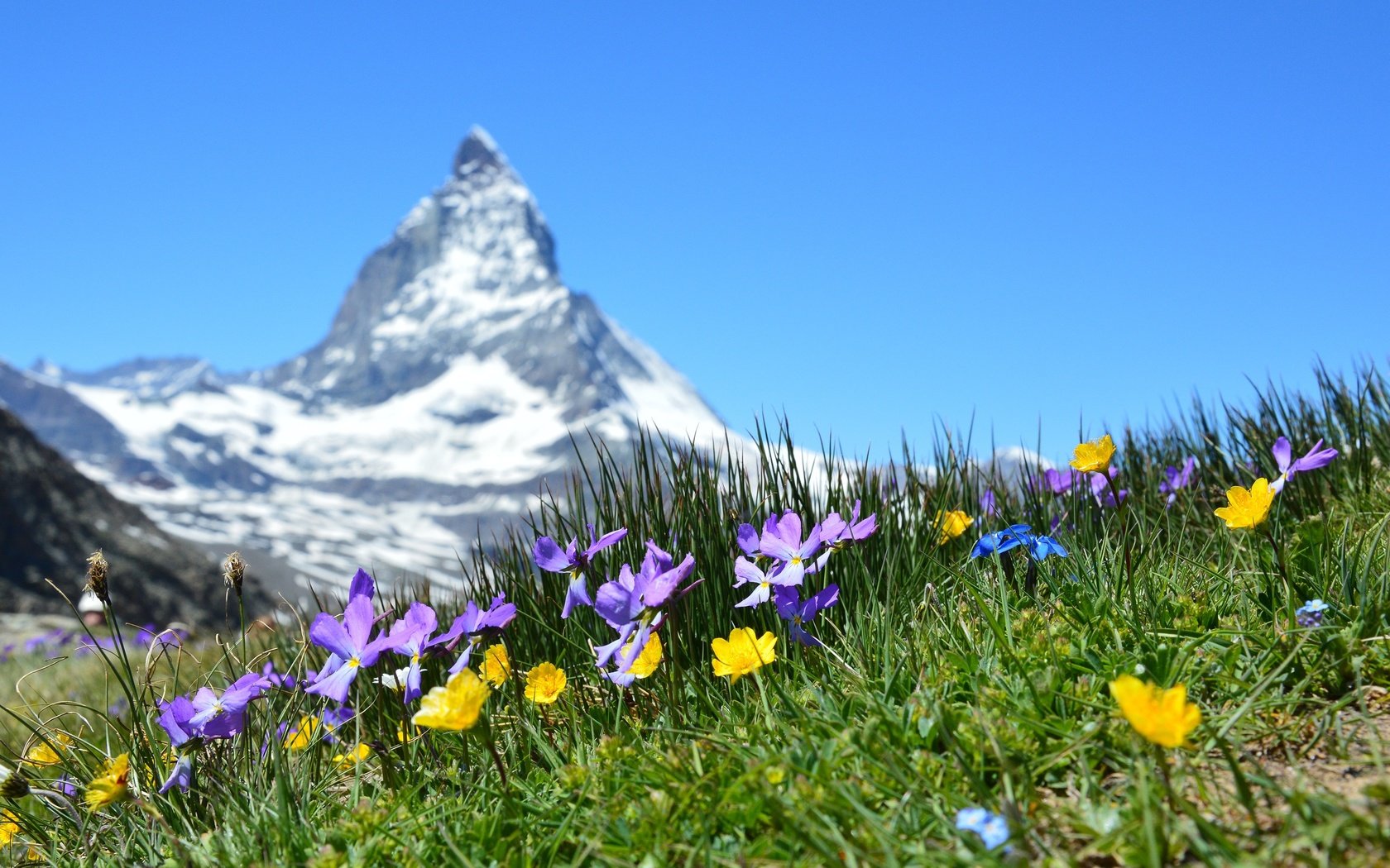 Обои цветы, трава, гора, швейцария, луг, боке, маттерхорн, flowers, grass, mountain, switzerland, meadow, bokeh, matterhorn разрешение 2927x1947 Загрузить