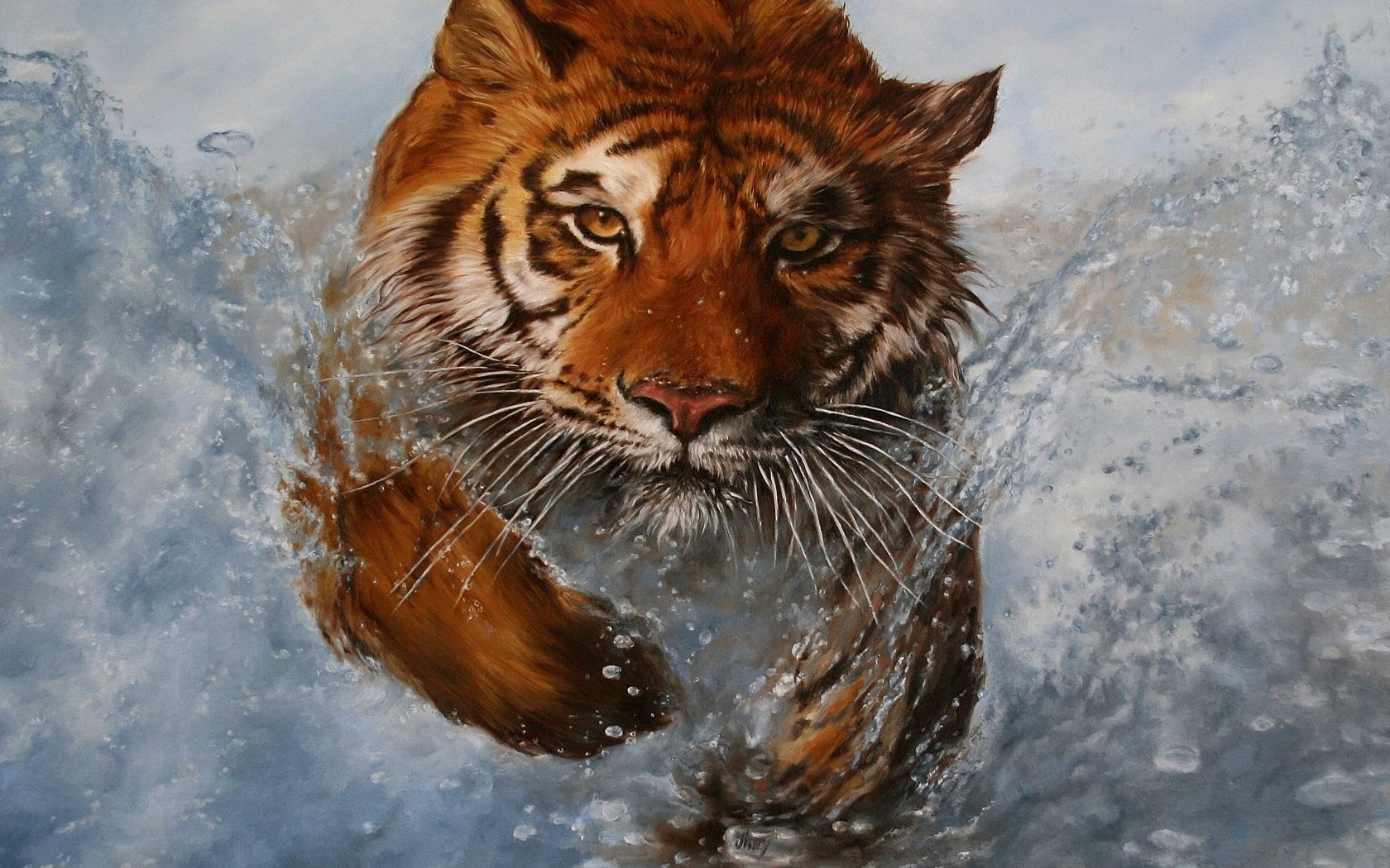 Обои тигр, вода, животные, взгляд, брызги, хищник, дикая кошка, tiger, water, animals, look, squirt, predator, wild cat разрешение 2814x2252 Загрузить