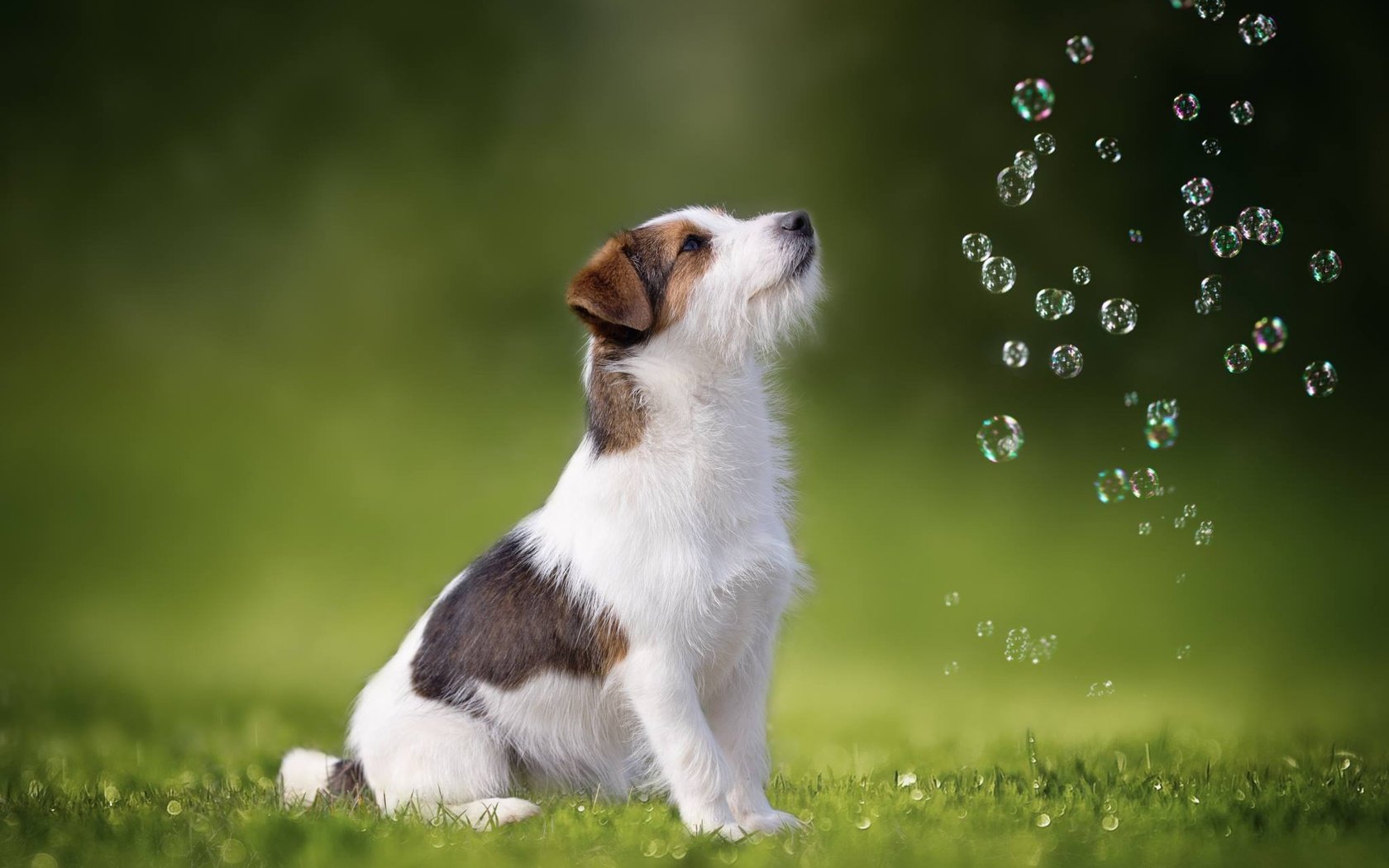 Обои трава, собака, мыльные пузыри, джек-рассел-терьер, grass, dog, bubbles, jack russell terrier разрешение 2048x1365 Загрузить