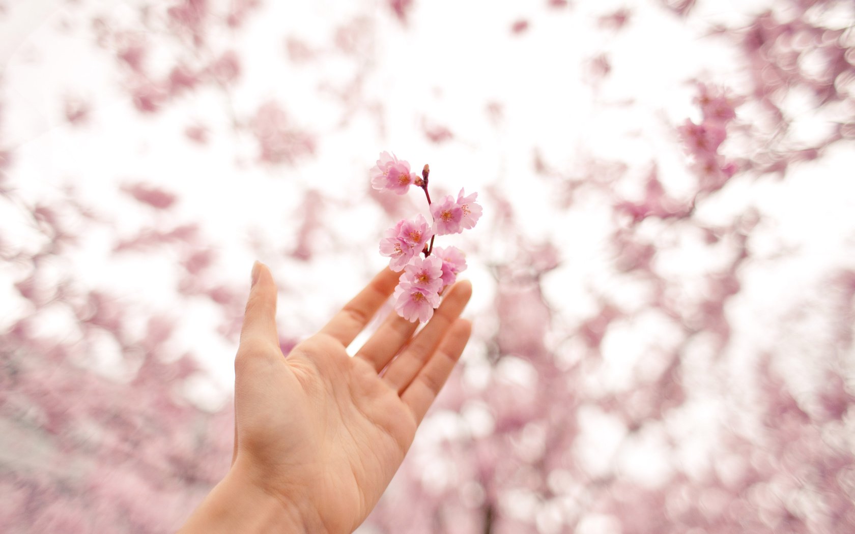 Обои цветы, рука, цвет, весна, розовый, вишня, antonina bukowska, flowers, hand, color, spring, pink, cherry разрешение 3000x2000 Загрузить