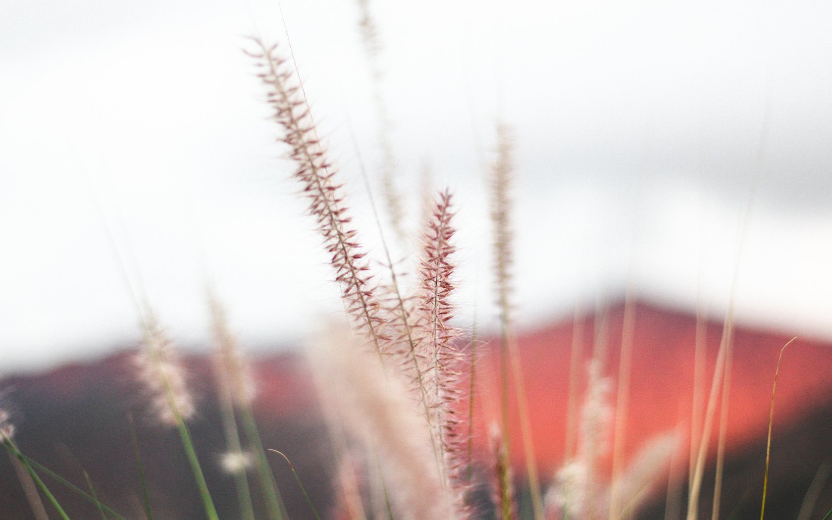 Обои трава, природа, макро, колоски, растение, jeremy bishop, grass, nature, macro, spikelets, plant разрешение 5184x3456 Загрузить