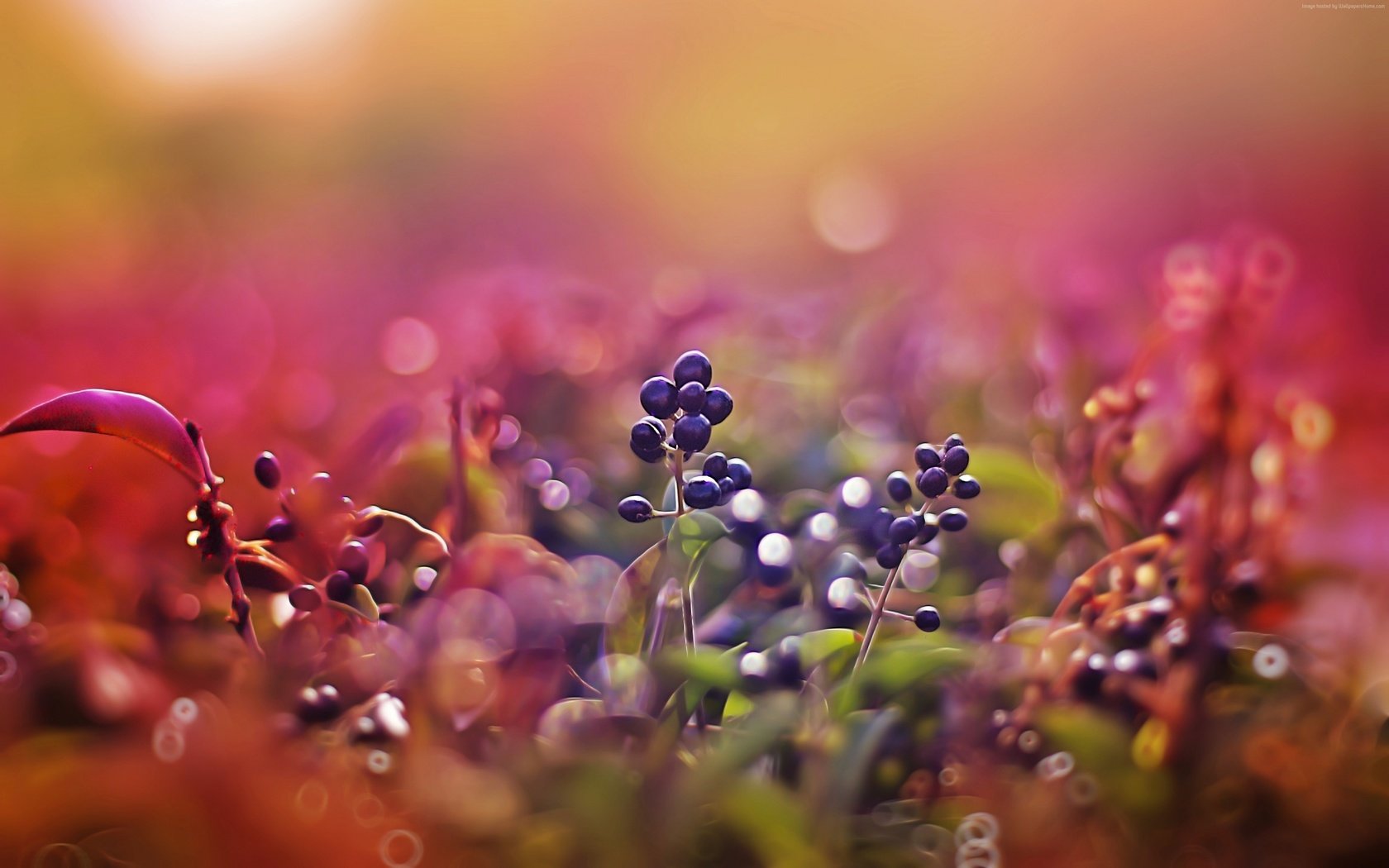 Обои природа, листья, макро, размытость, ягоды, плоды, nature, leaves, macro, blur, berries, fruit разрешение 3840x2400 Загрузить