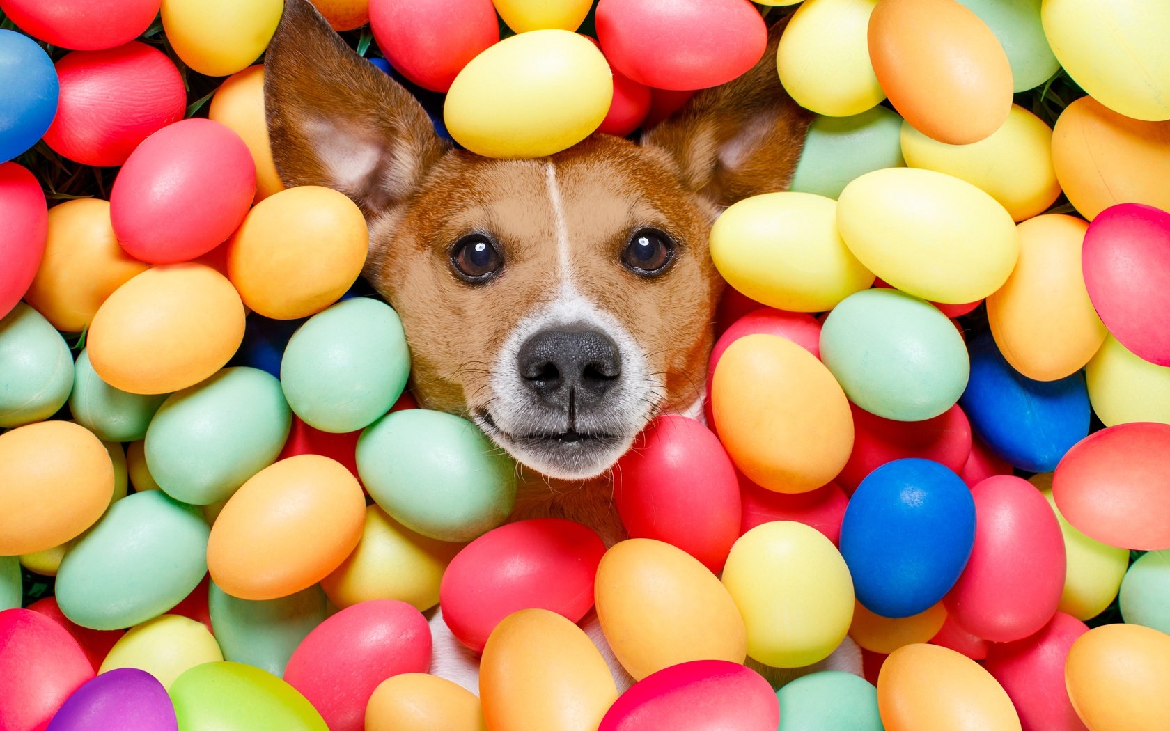 Обои собака, пасха, яйца, dog, easter, eggs разрешение 6720x4480 Загрузить