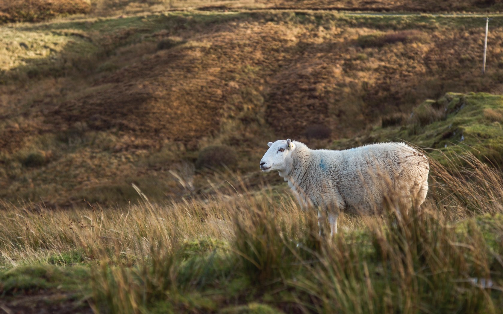 Обои трава, поле, животное, овца, milada vigerova, grass, field, animal, sheep разрешение 3790x2527 Загрузить