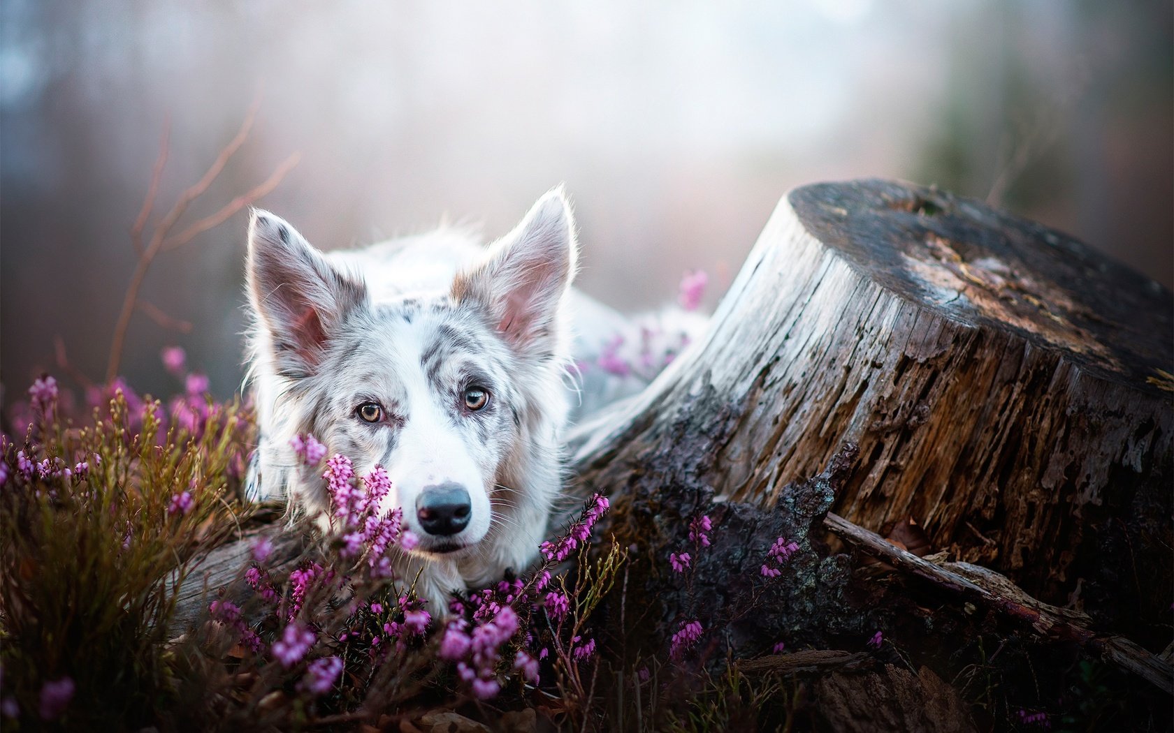 Обои цветы, мордочка, взгляд, собака, пень, бордер-колли, flowers, muzzle, look, dog, stump, the border collie разрешение 2048x1405 Загрузить