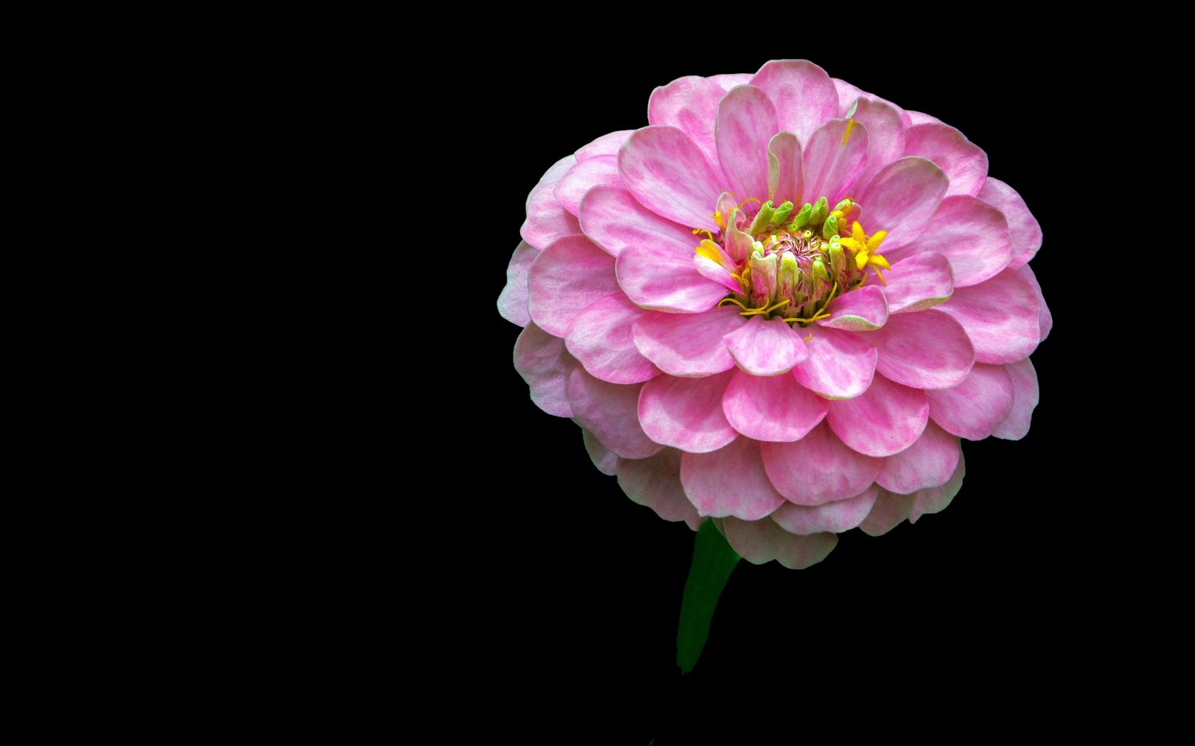 Обои фон, цветок, розовый, цинния, background, flower, pink, zinnia разрешение 4444x3052 Загрузить