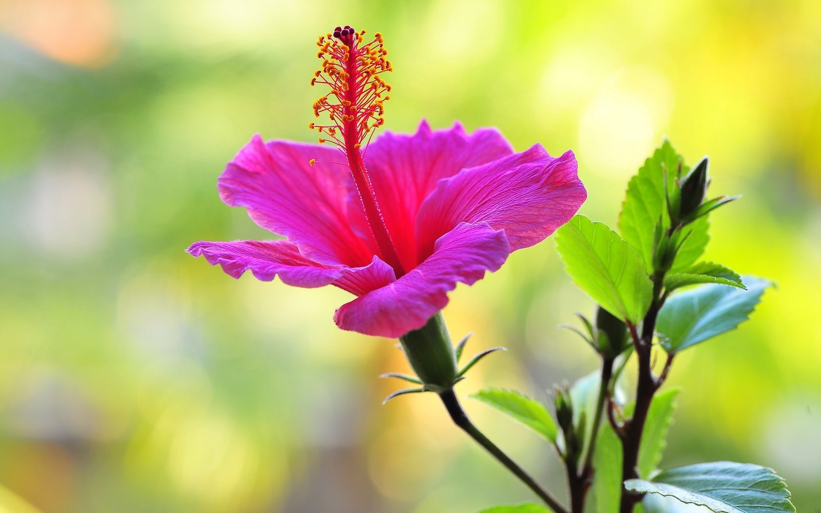 Обои макро, фон, цветок, гибискус, nick zadeh, macro, background, flower, hibiscus разрешение 2048x1362 Загрузить