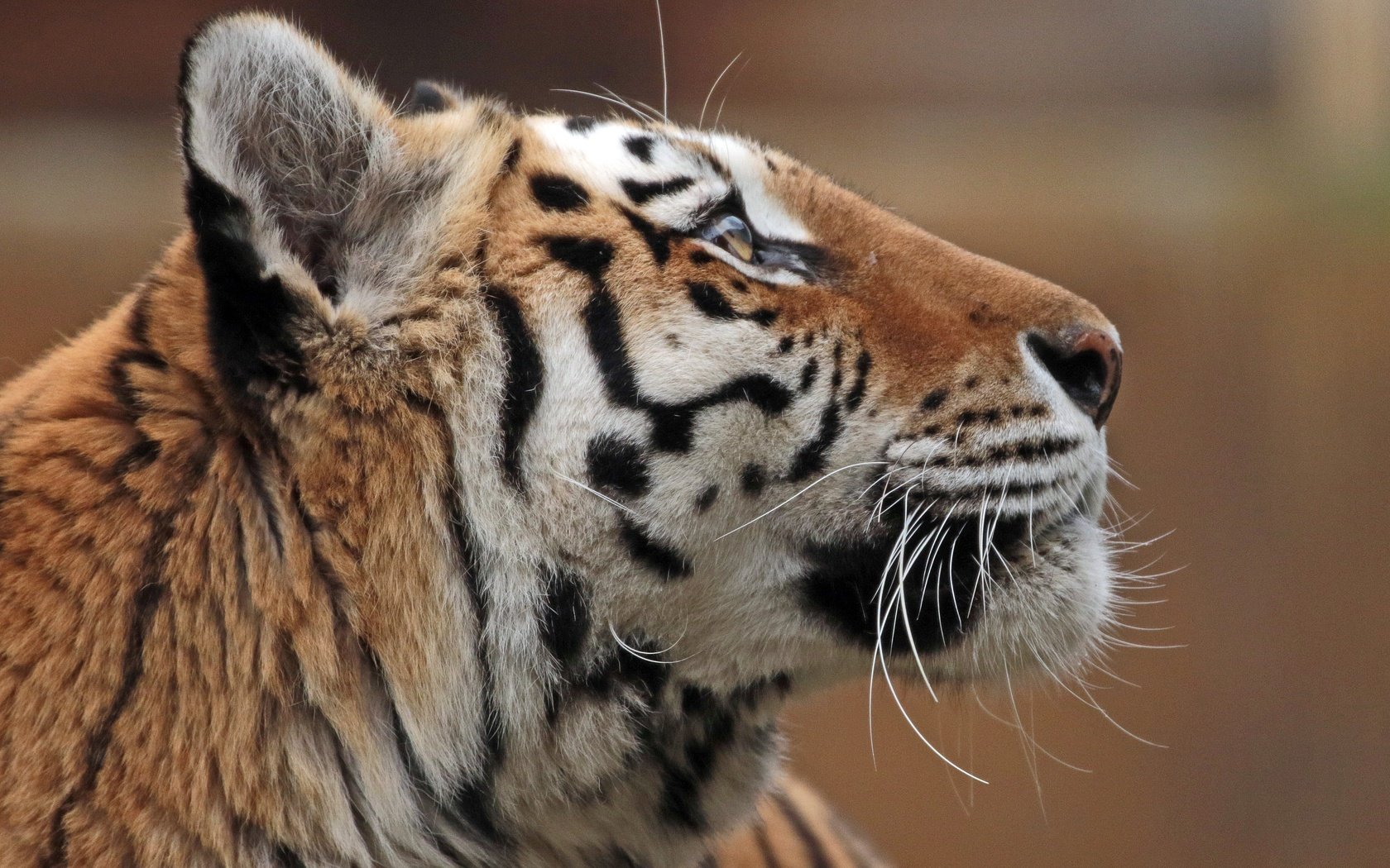 Обои тигр, морда, профиль, амурский тигр, tiger, face, profile, the amur tiger разрешение 4128x3104 Загрузить