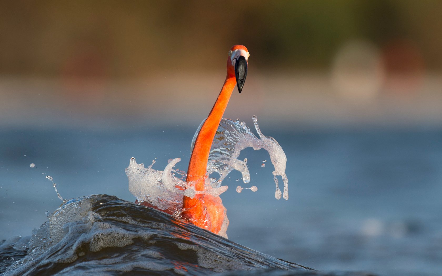 Обои вода, море, фламинго, размытость, птица, животное, шея, ray hennessy, water, sea, flamingo, blur, bird, animal, neck разрешение 3009x2003 Загрузить