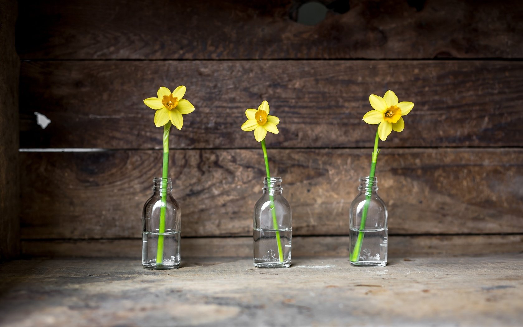 Обои цветы, фон, нарциссы, банки, flowers, background, daffodils, banks разрешение 2048x1365 Загрузить