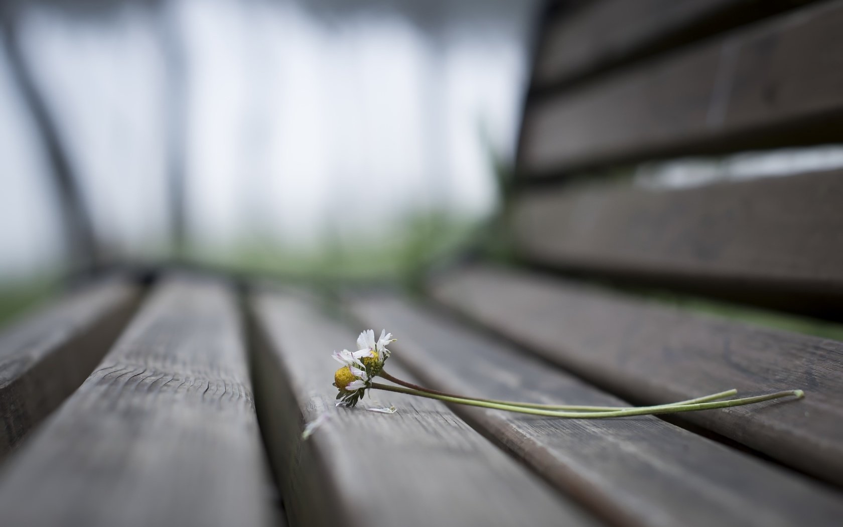 Обои цветы, фон, ромашки, скамья, flowers, background, chamomile, bench разрешение 2560x1707 Загрузить