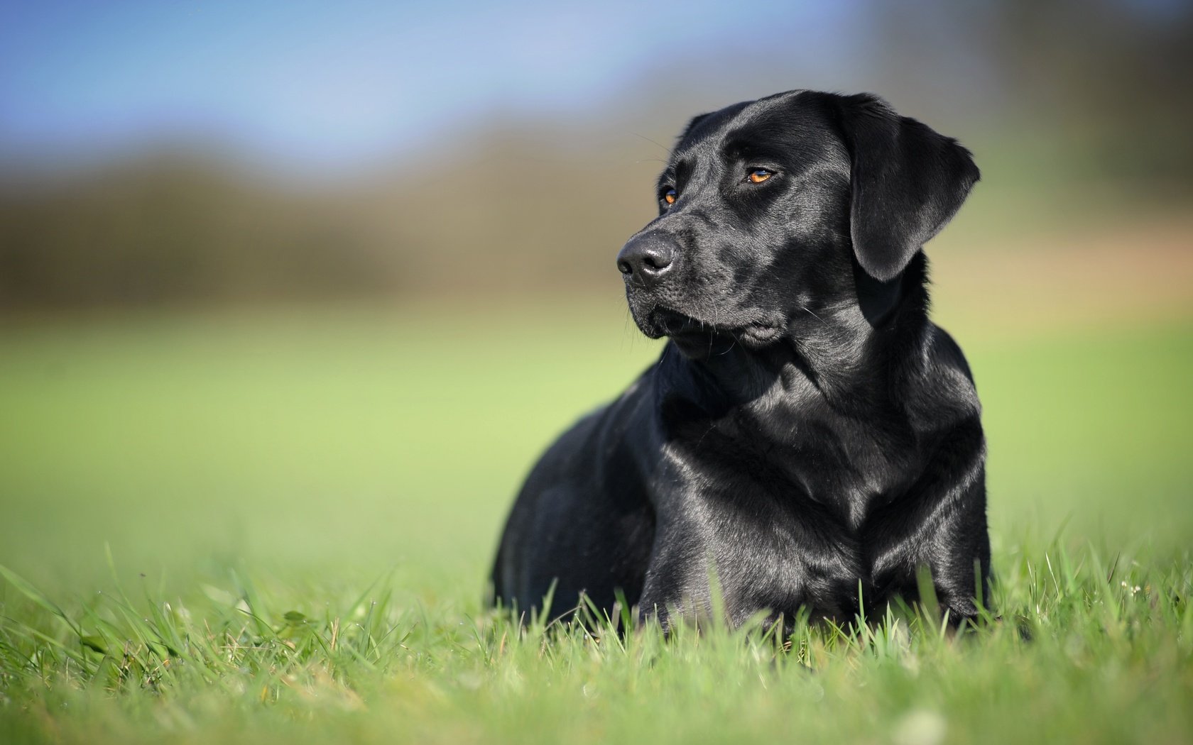 Обои трава, фон, черный, собака, лабрадор-ретривер, grass, background, black, dog, labrador retriever разрешение 5035x2832 Загрузить