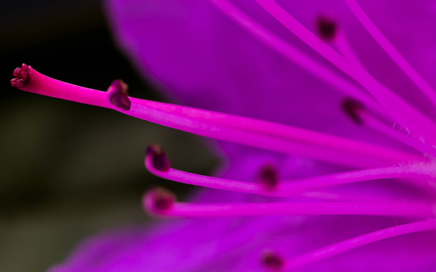 Обои природа, макро, цветок, лепестки, тычинки, nature, macro, flower, petals, stamens разрешение 2048x1366 Загрузить