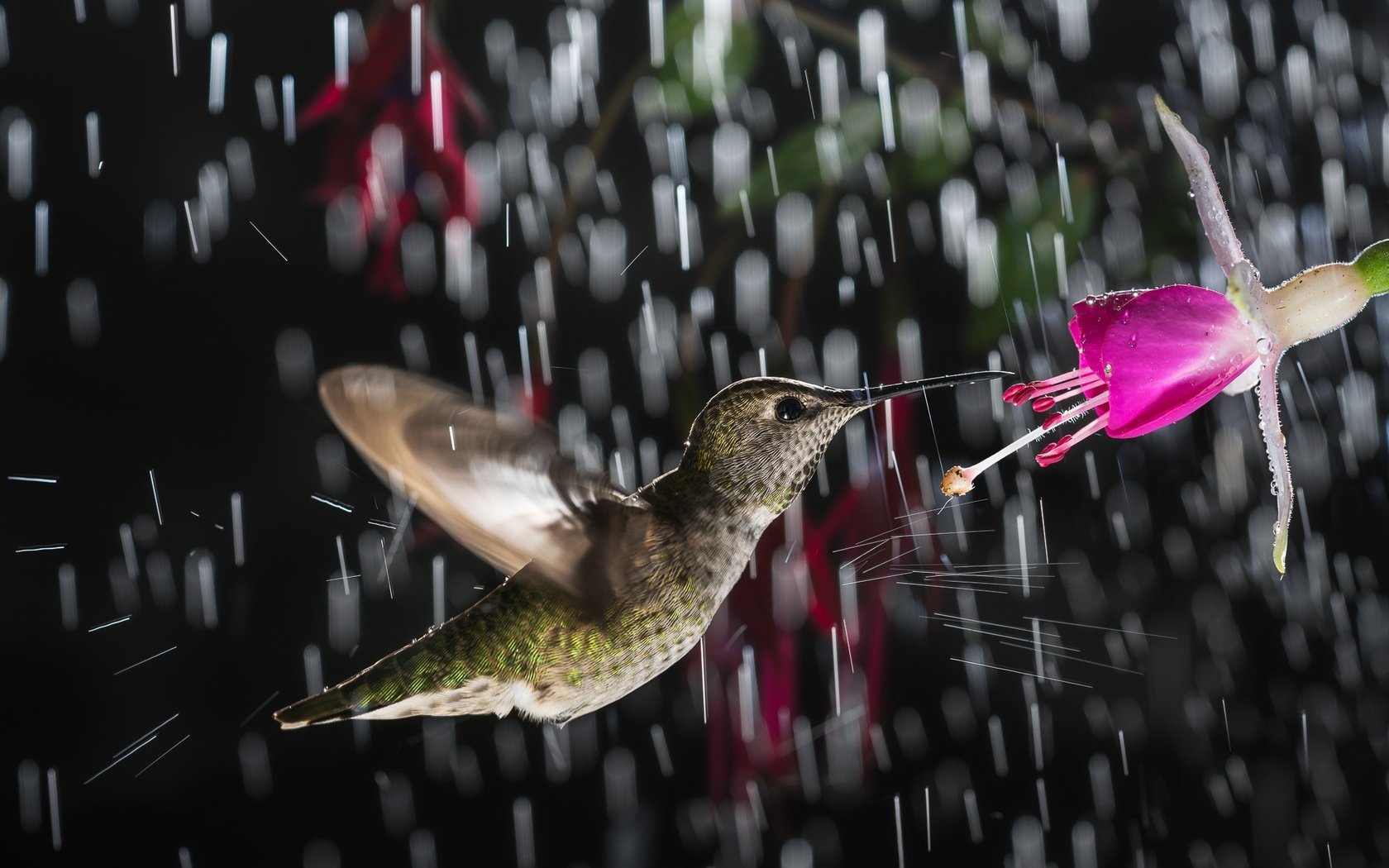 Обои цветок, птица, дождь, колибри, flower, bird, rain, hummingbird разрешение 2000x1334 Загрузить